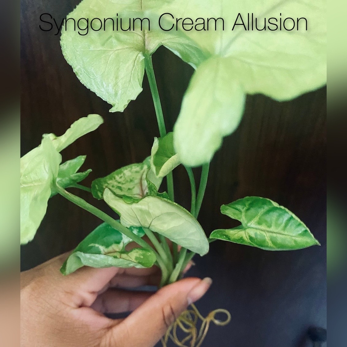 (008) Syngonium Cream Allusion