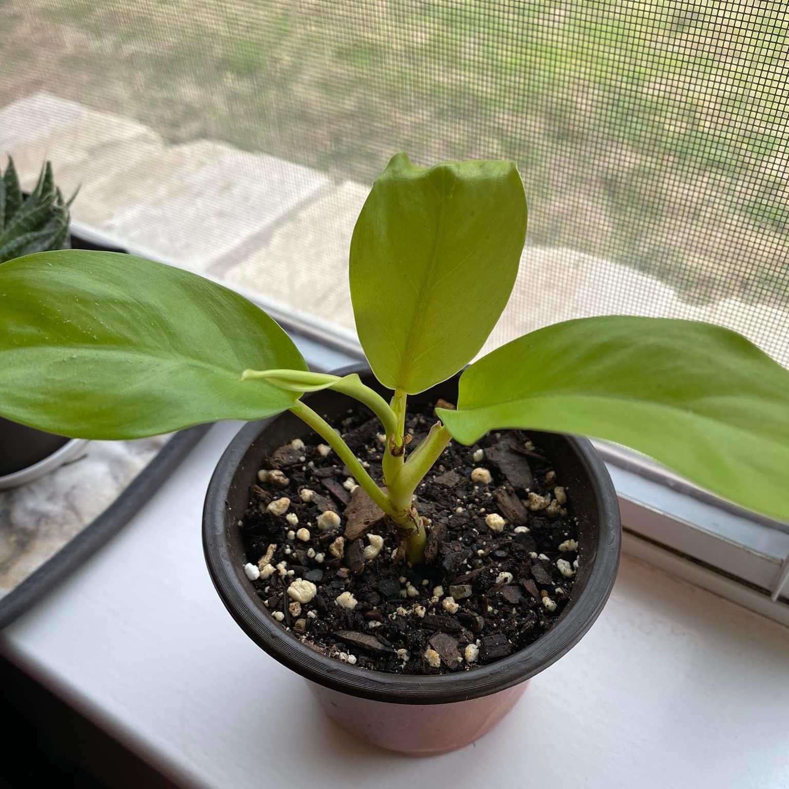 Philodendron 'Malay Gold' plant in a small pot with visible soil and healthy green leaves.
