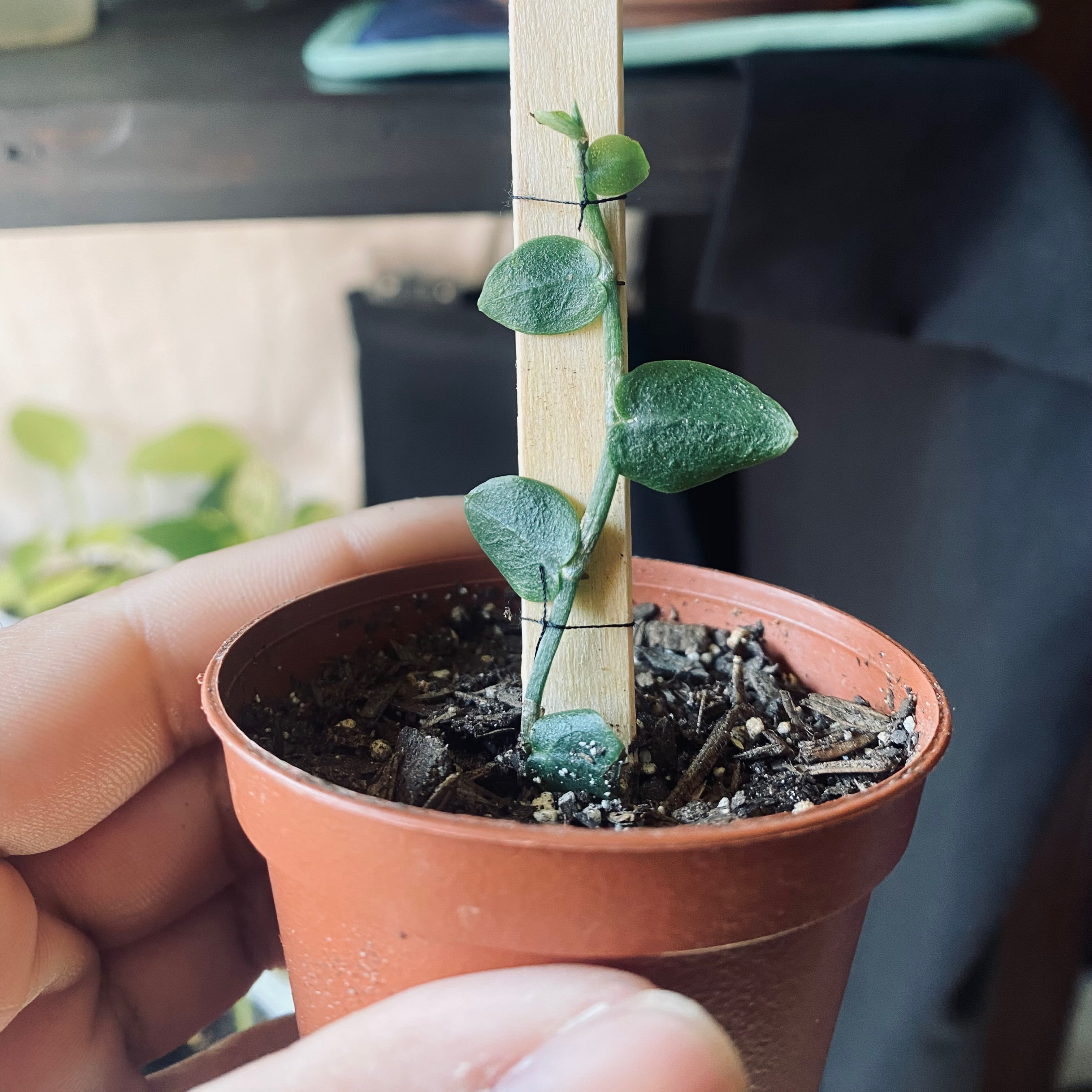 Small potted Rhaphidophora hayi plant with green leaves and a wooden support stick.