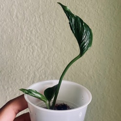 Pothos 'Shangri La' plant