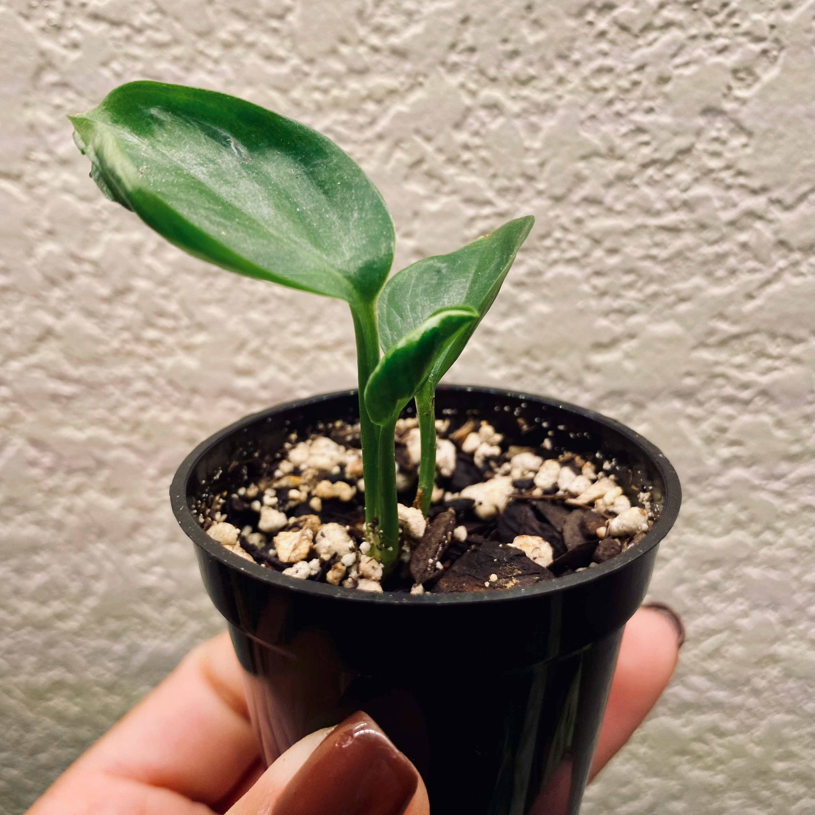 (06) Shangri La Pothos