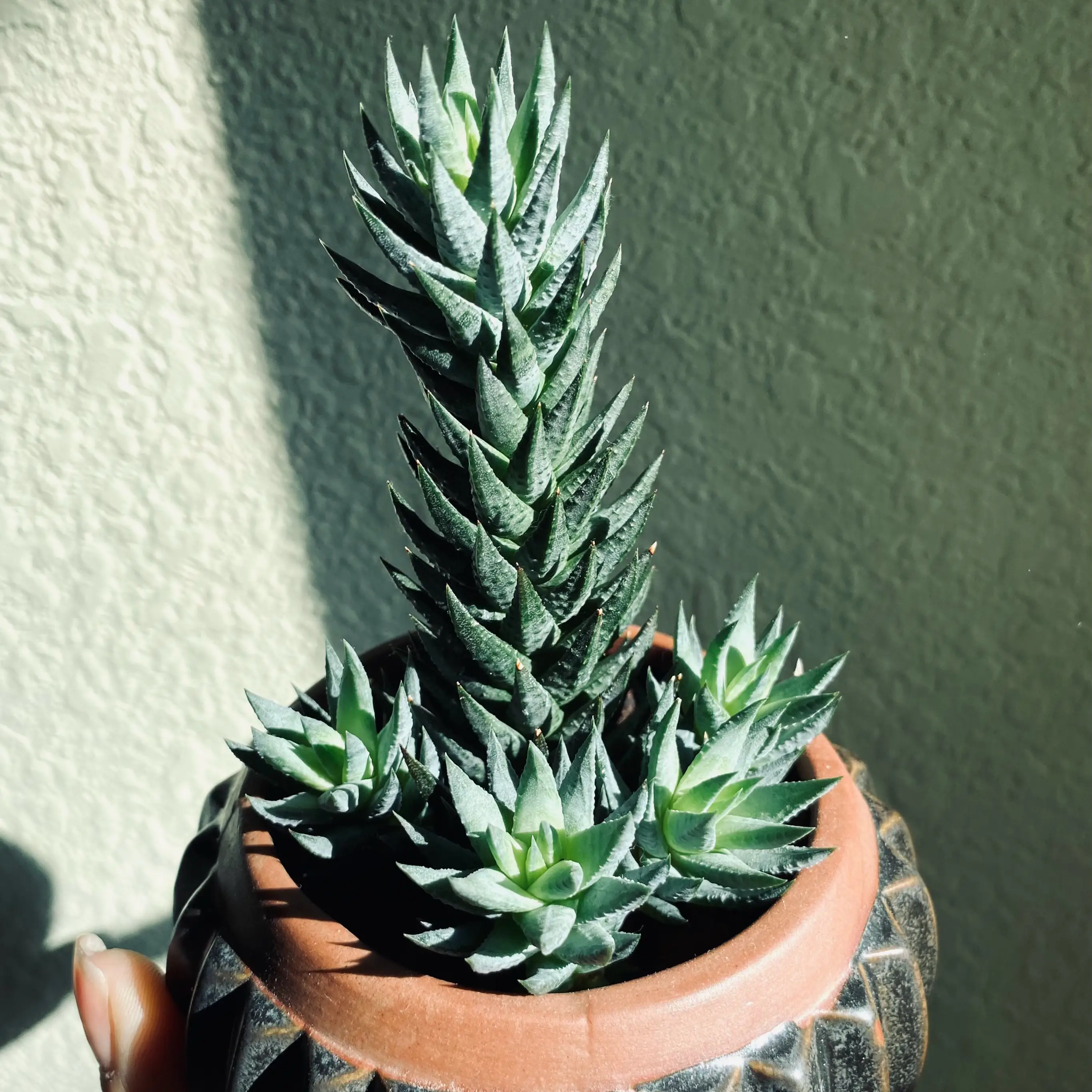 Photo of the plant species Blue Haworthia by @dreamlettuce named (00) Raikiri ⛈️ on Greg, the plant care app