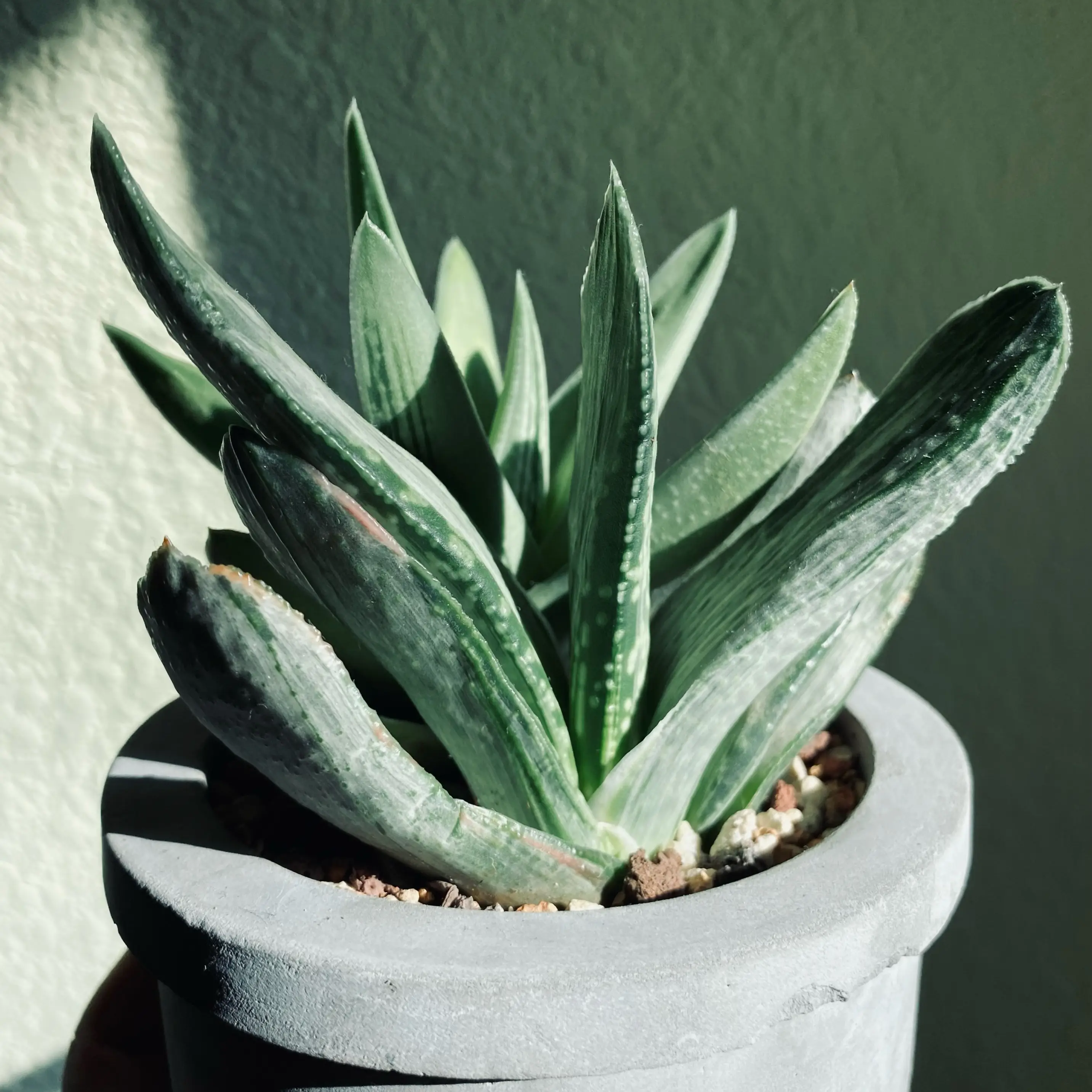 Photo of the plant species Sakura Fuji Gasteraloe by @dreamlettuce named (00) Sakuya 🌸 on Greg, the plant care app