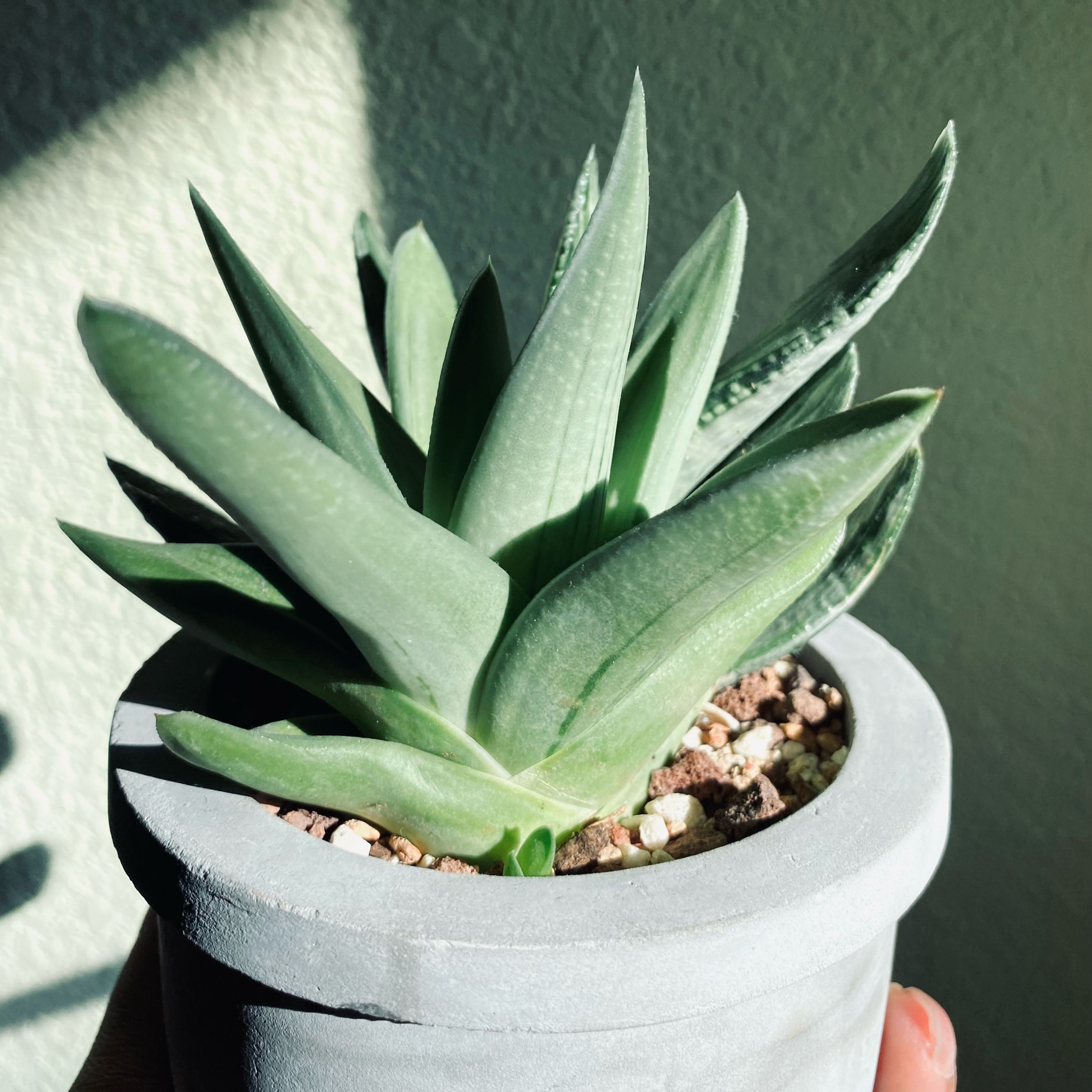 Photo of the plant species Green Ice Gasteraloe by @dreamlettuce named (00) Taichi ✨ on Greg, the plant care app
