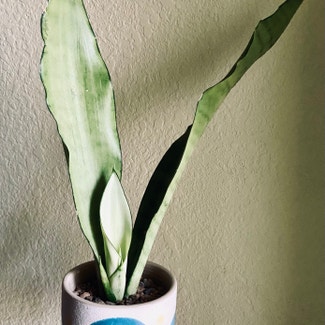 Silver Snake Plant plant in Fort Hood, Texas