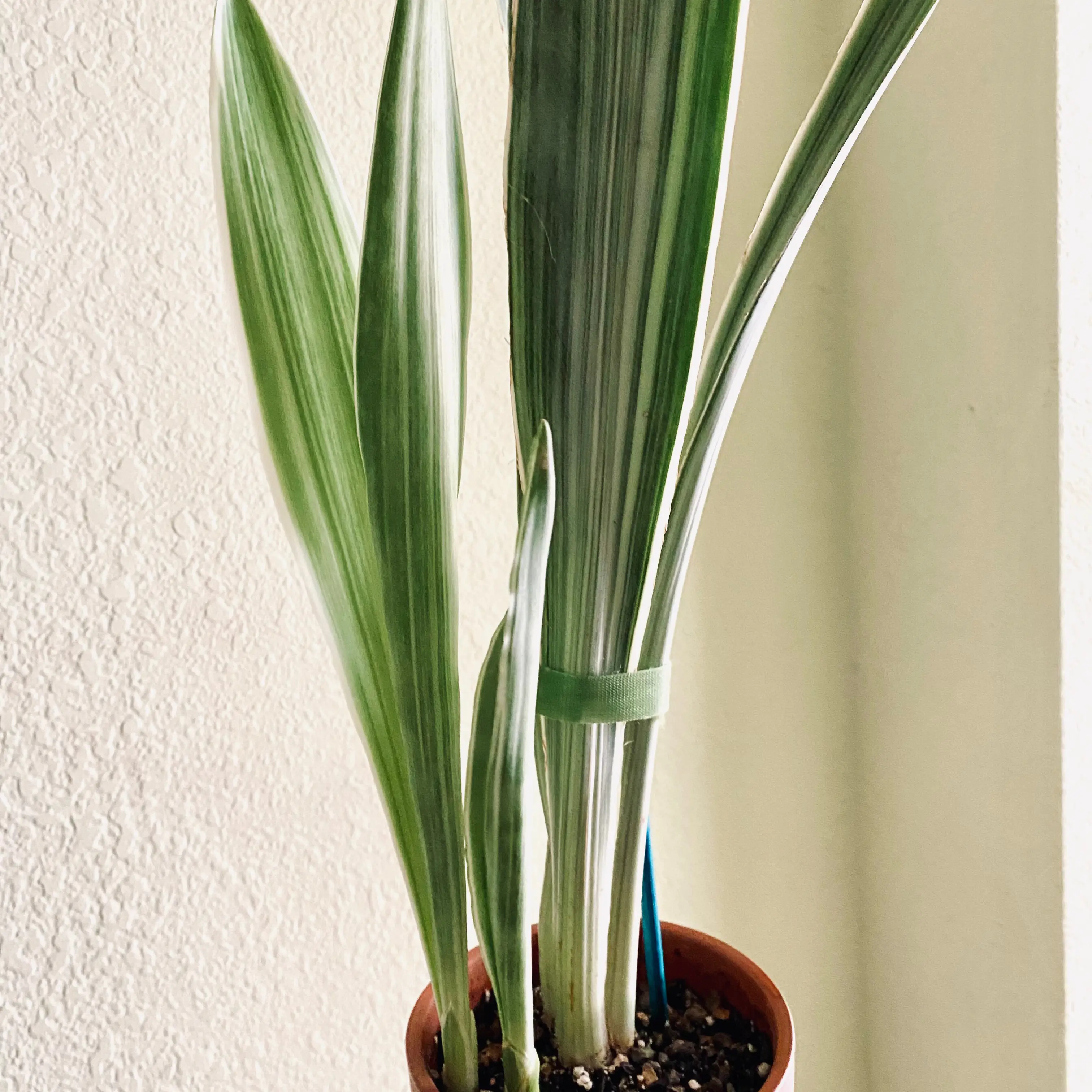 Metallica Snake Plant with long, upright leaves in a small pot with visible soil.