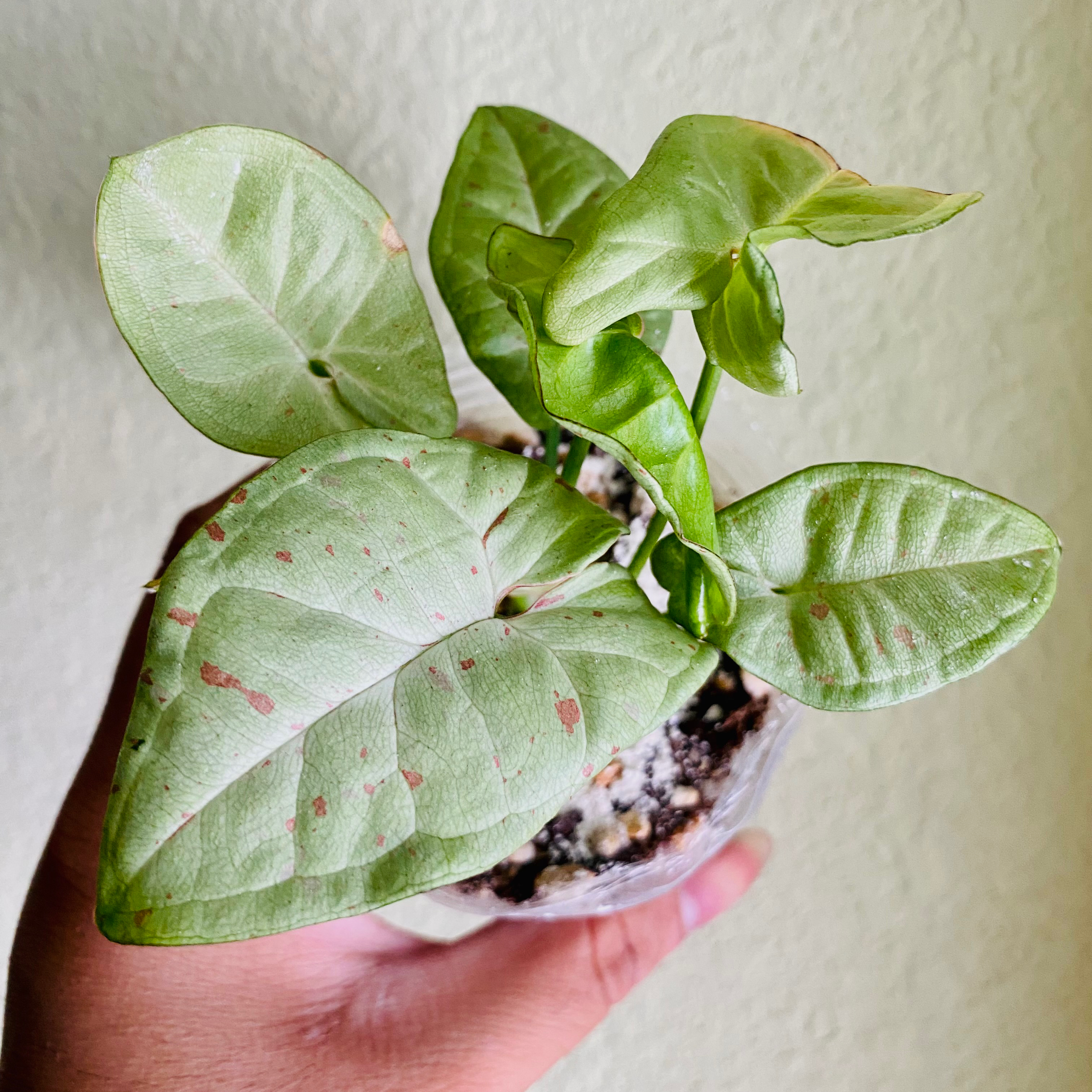 Syngonium 'Milk Confetti' plant with light green leaves and pinkish spots, held by a hand.