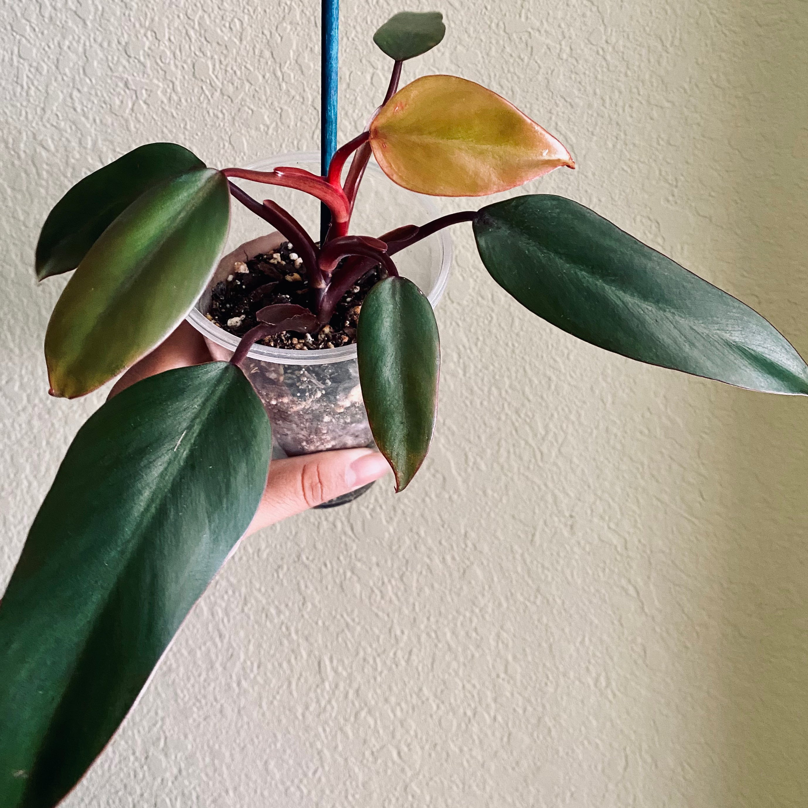 Strawberry Shake Philodendron plant in a small transparent pot with healthy green leaves and new reddish growth.