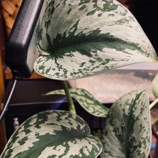 Silver Satin Pothos plant in Fort Hood, Texas