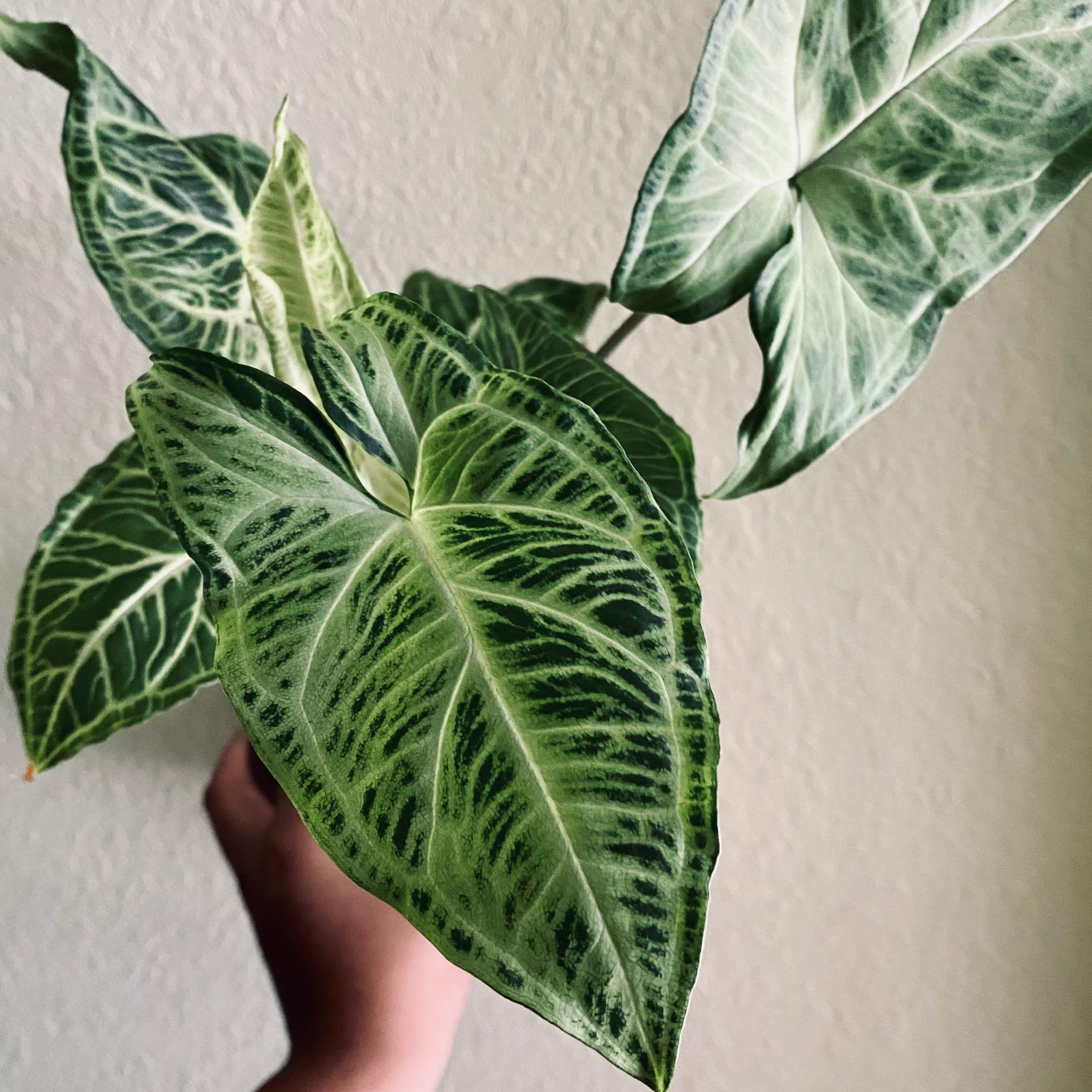 Syngonium 'Batik' plant with variegated leaves held by a hand.