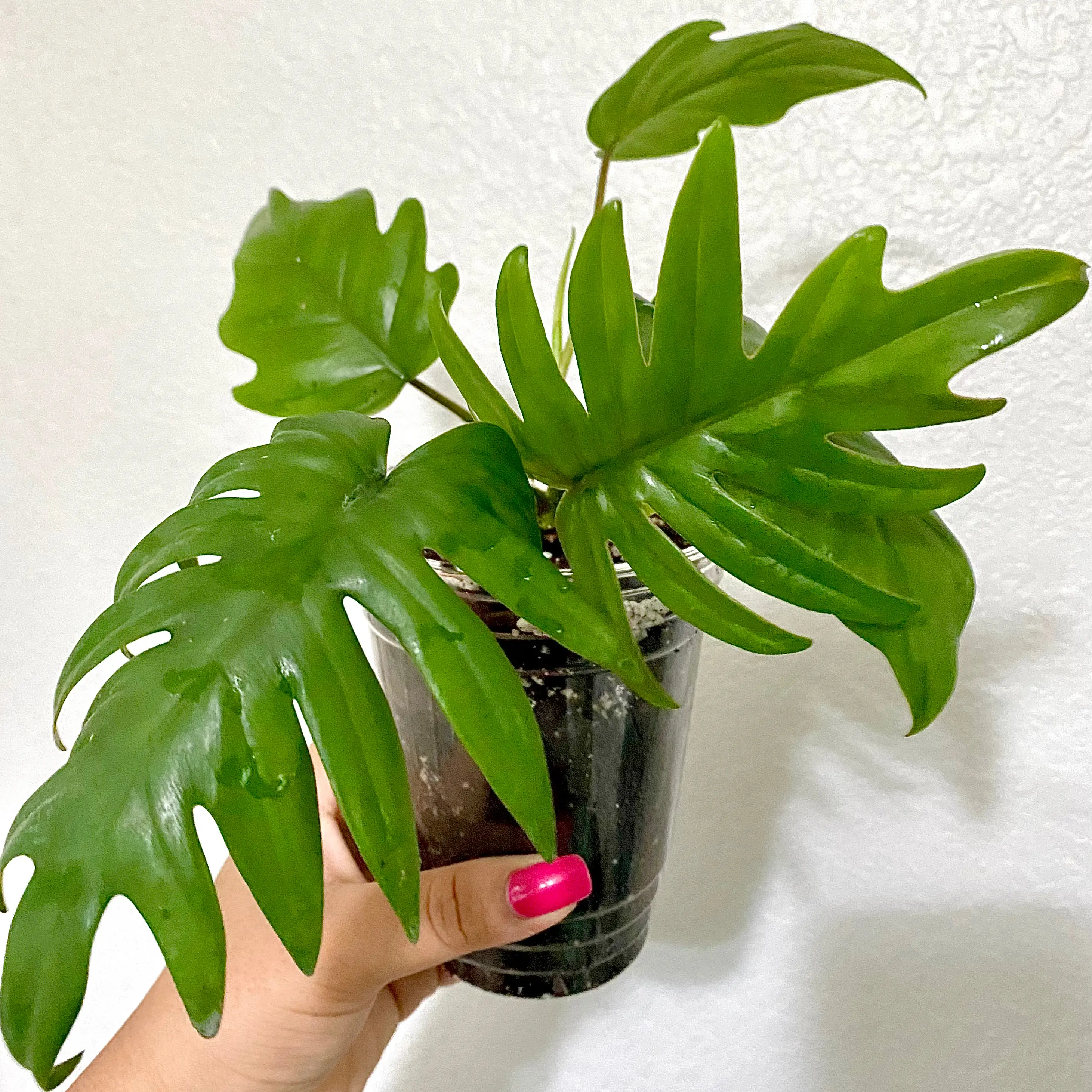 Philodendron mayoi plant in a black pot held by a hand, with healthy green leaves.