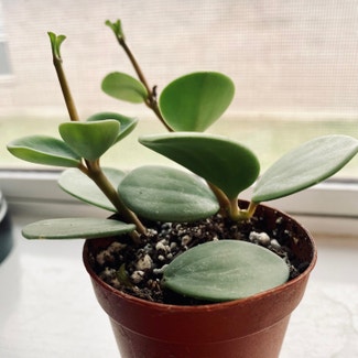 Peperomia 'Hope' plant in Fort Hood, Texas