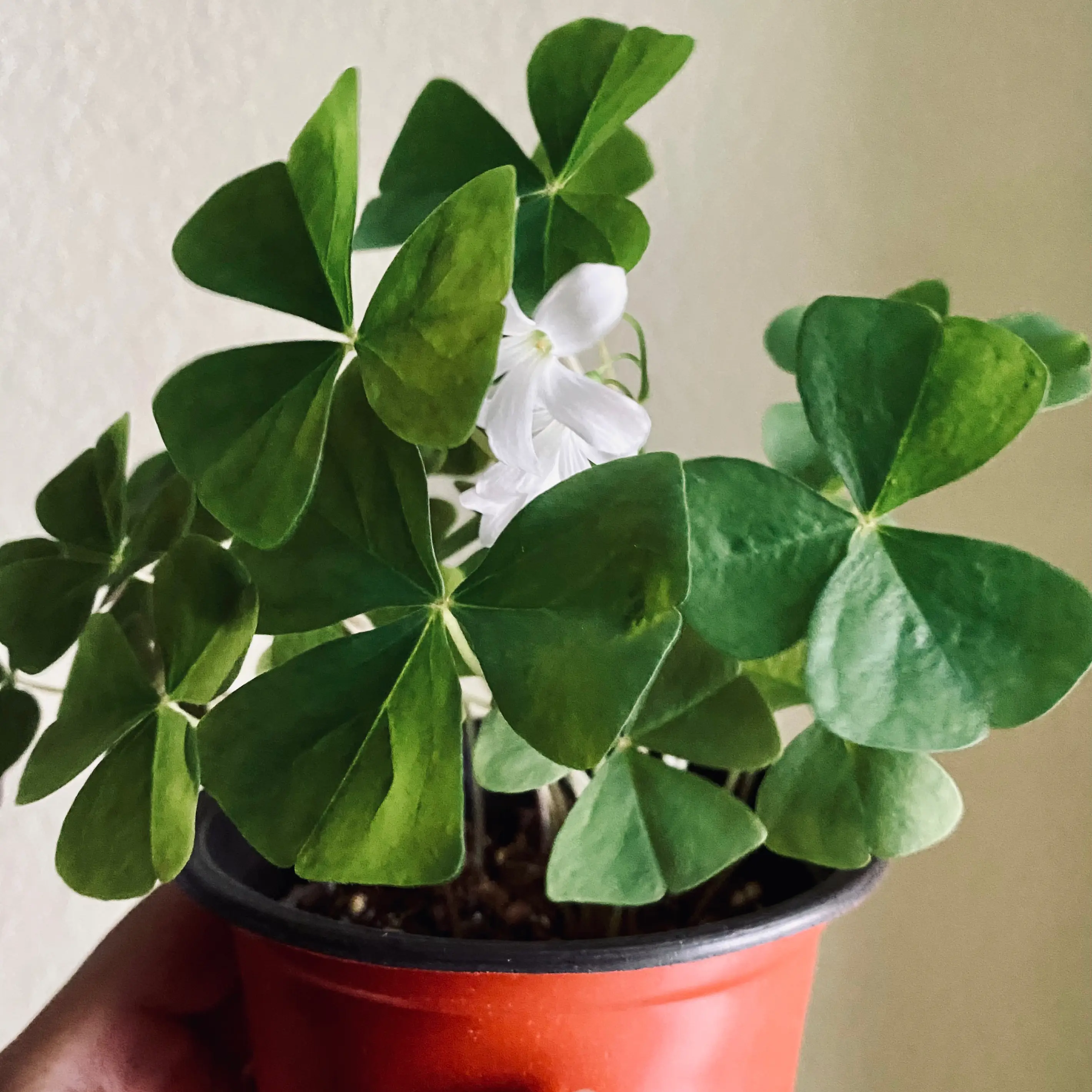 Broadleaf Woodsorrel plant in a pot with healthy green leaves and visible flowers.
