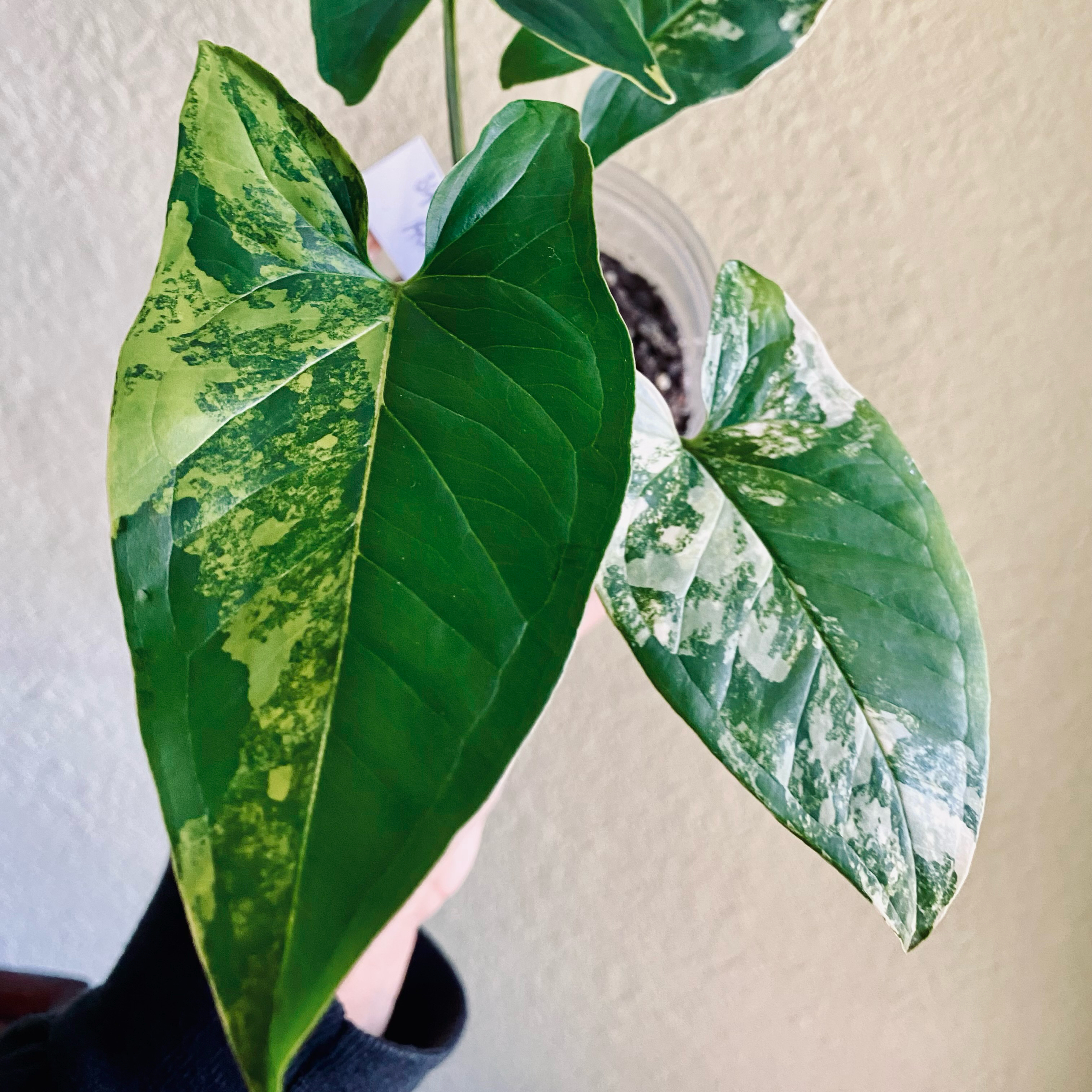 Syngonium aurea plant with variegated leaves, well-framed and in focus.