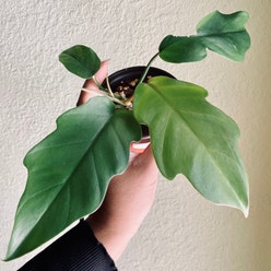 Philodendron mayoi plant