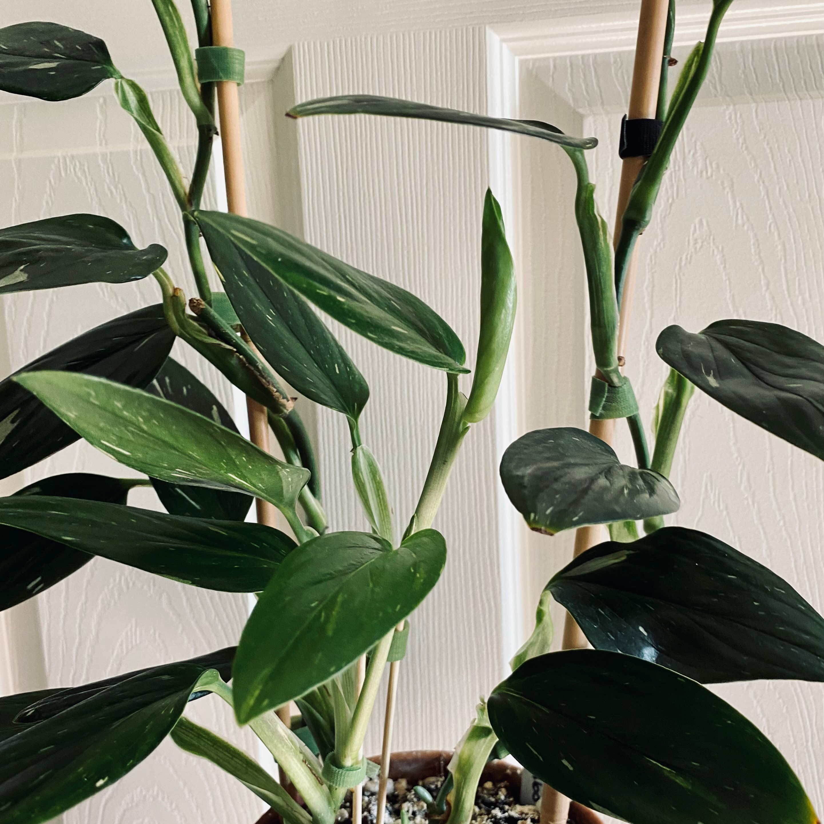 Monstera Cobra plant with dark green variegated leaves supported by stakes.