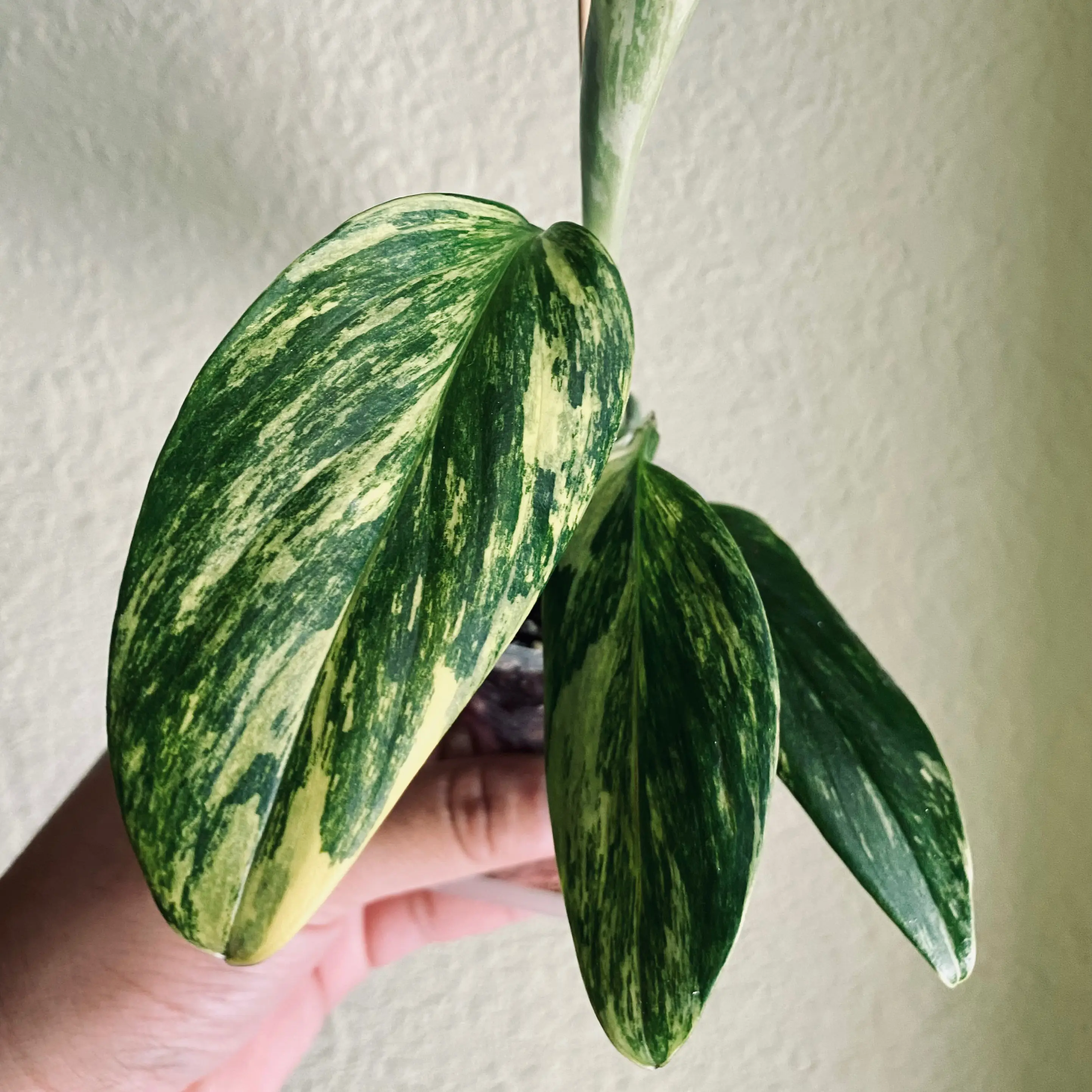 Monstera Cobra plant with variegated leaves held by a hand.
