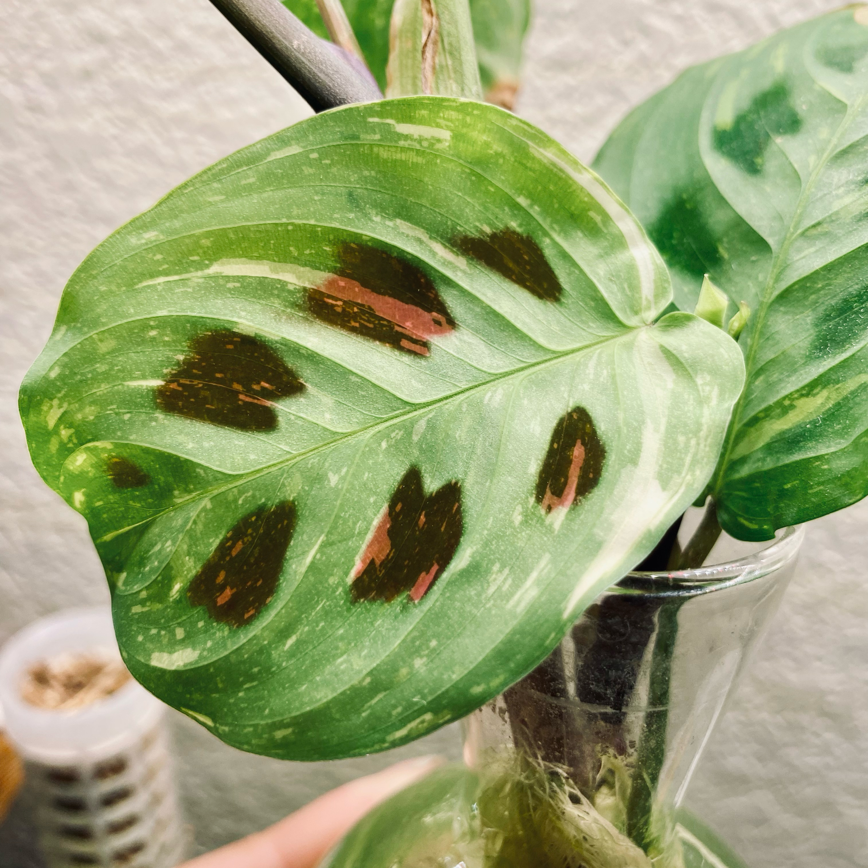 Variegated Prayer Plant with brown spots on leaves in a glass container.