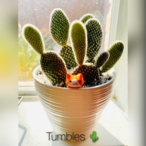 Bunny Ears Cactus plant photo by Kscape named Tumbles on Greg, the plant care app.