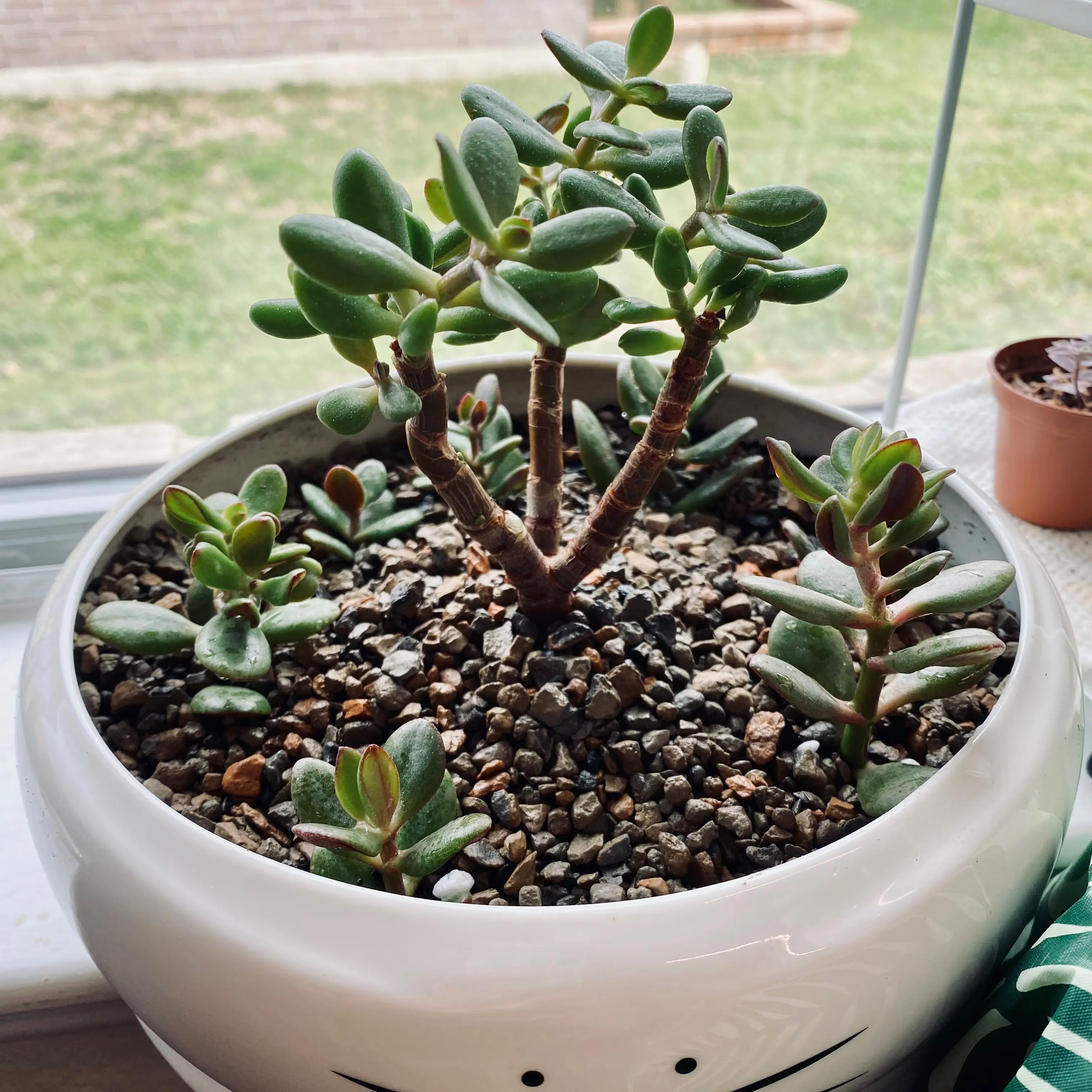 Lucky Plant plant photo by @dreamlettuce named (02) Orange on Greg, the plant care app.