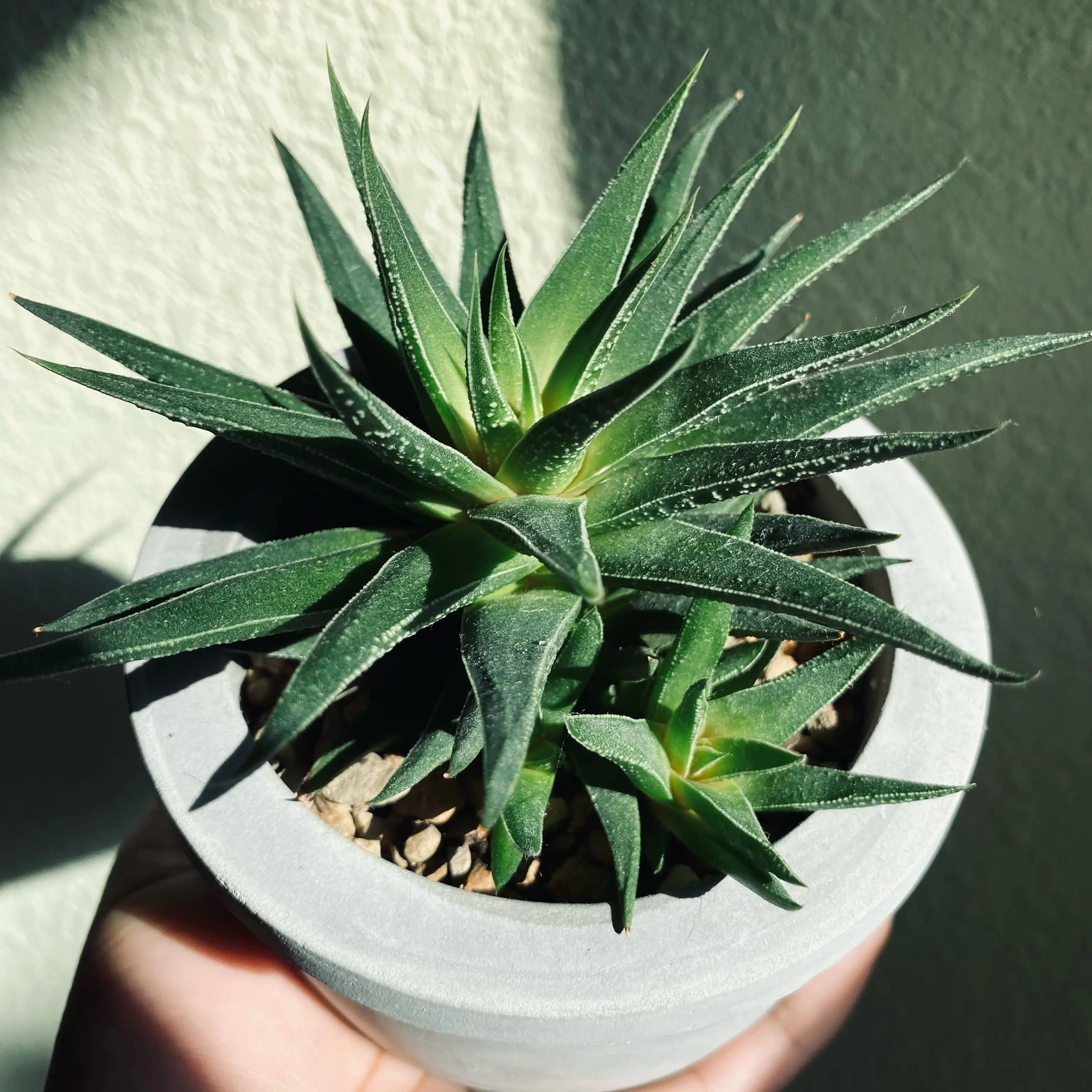 Haworthia Alba plant in a pot, held by a hand, with vibrant green leaves.