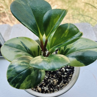 Marble Peperomia plant in Fort Hood, Texas