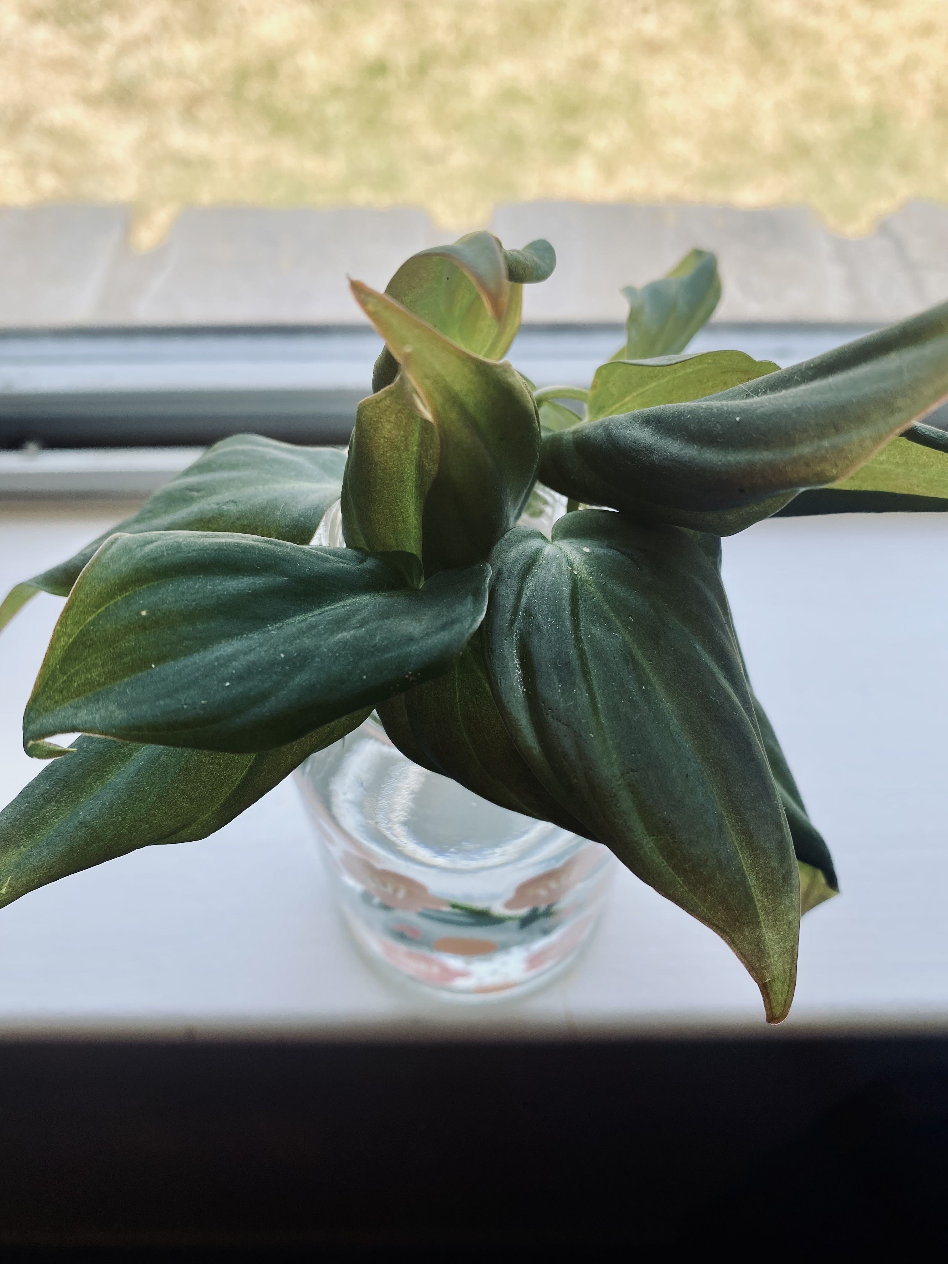 Photo from the post
