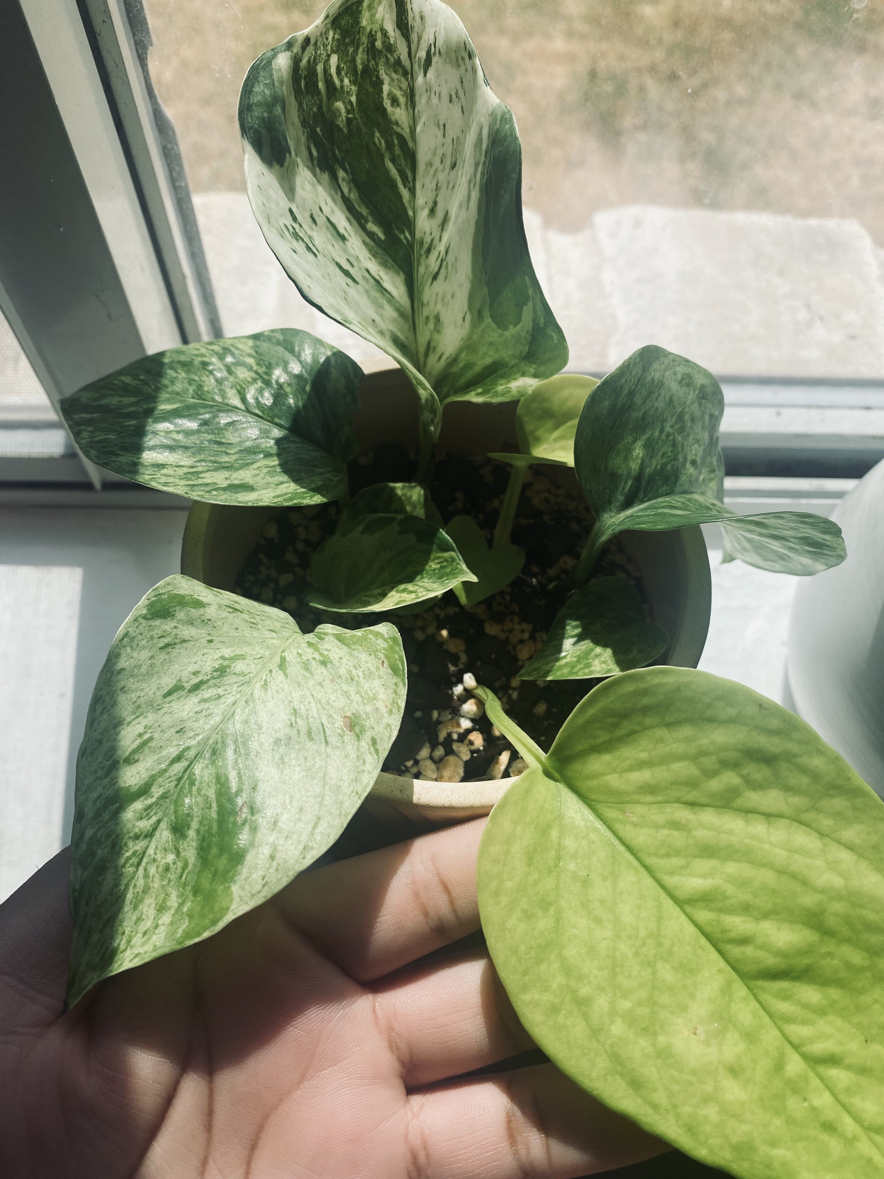 Photo from the post
