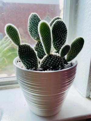 Bunny Ears Cactus plant photo by @dreamlettuce named (01) Tumbles on Greg, the plant care app.