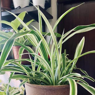 Spider Plant plant in Fort Hood, Texas
