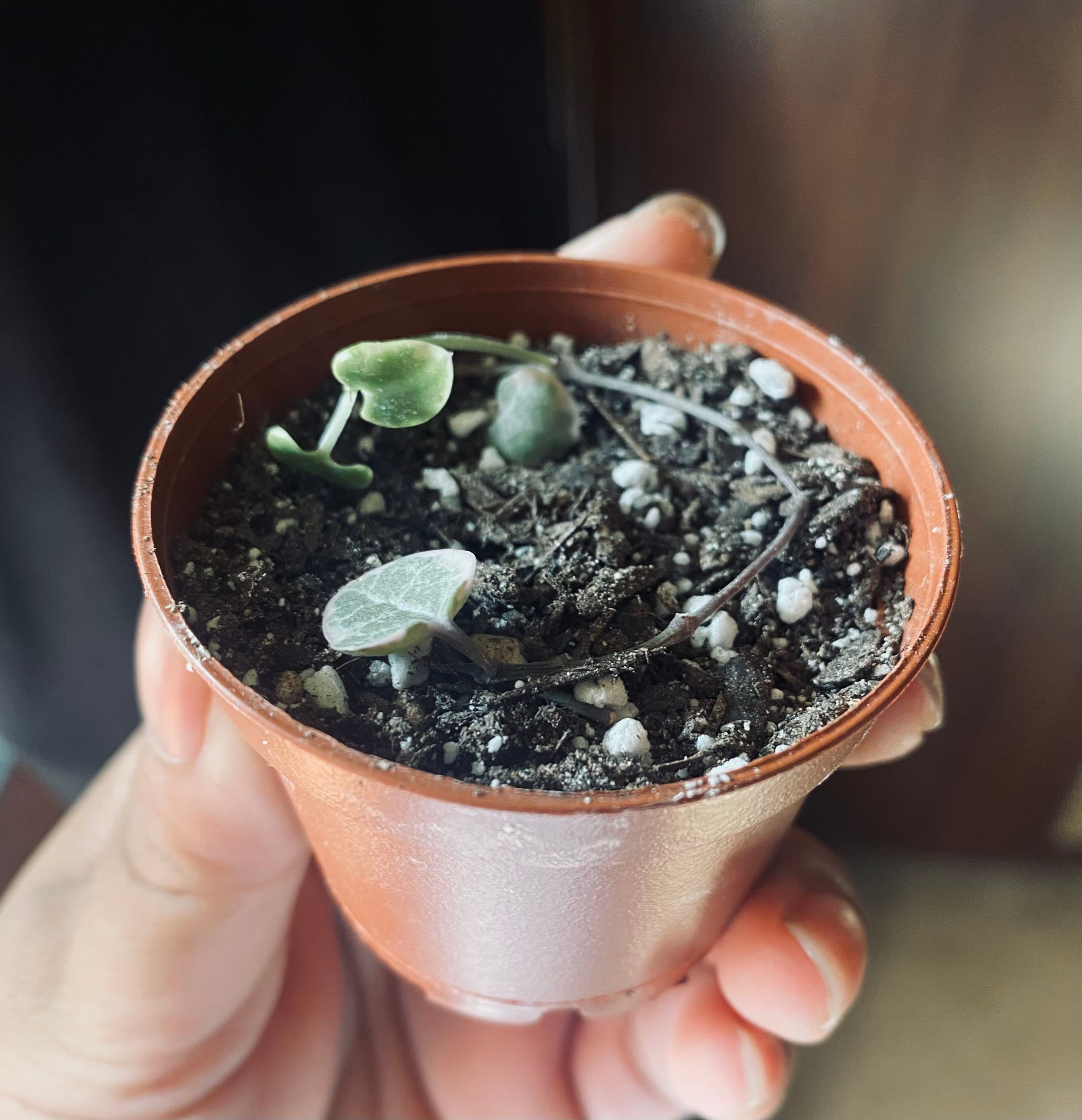 variegated string of hearts Care 101 Water, Light & Growing Tips