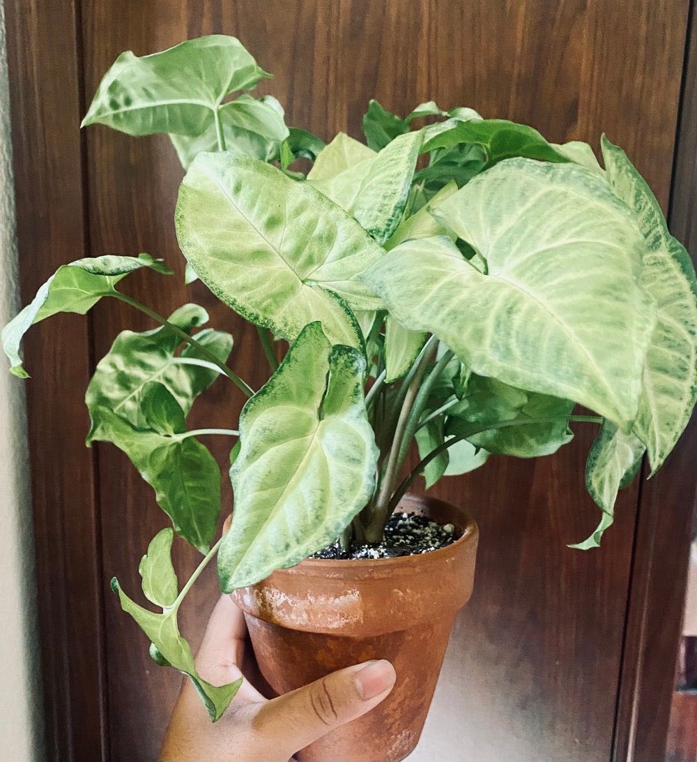 Photo from the post