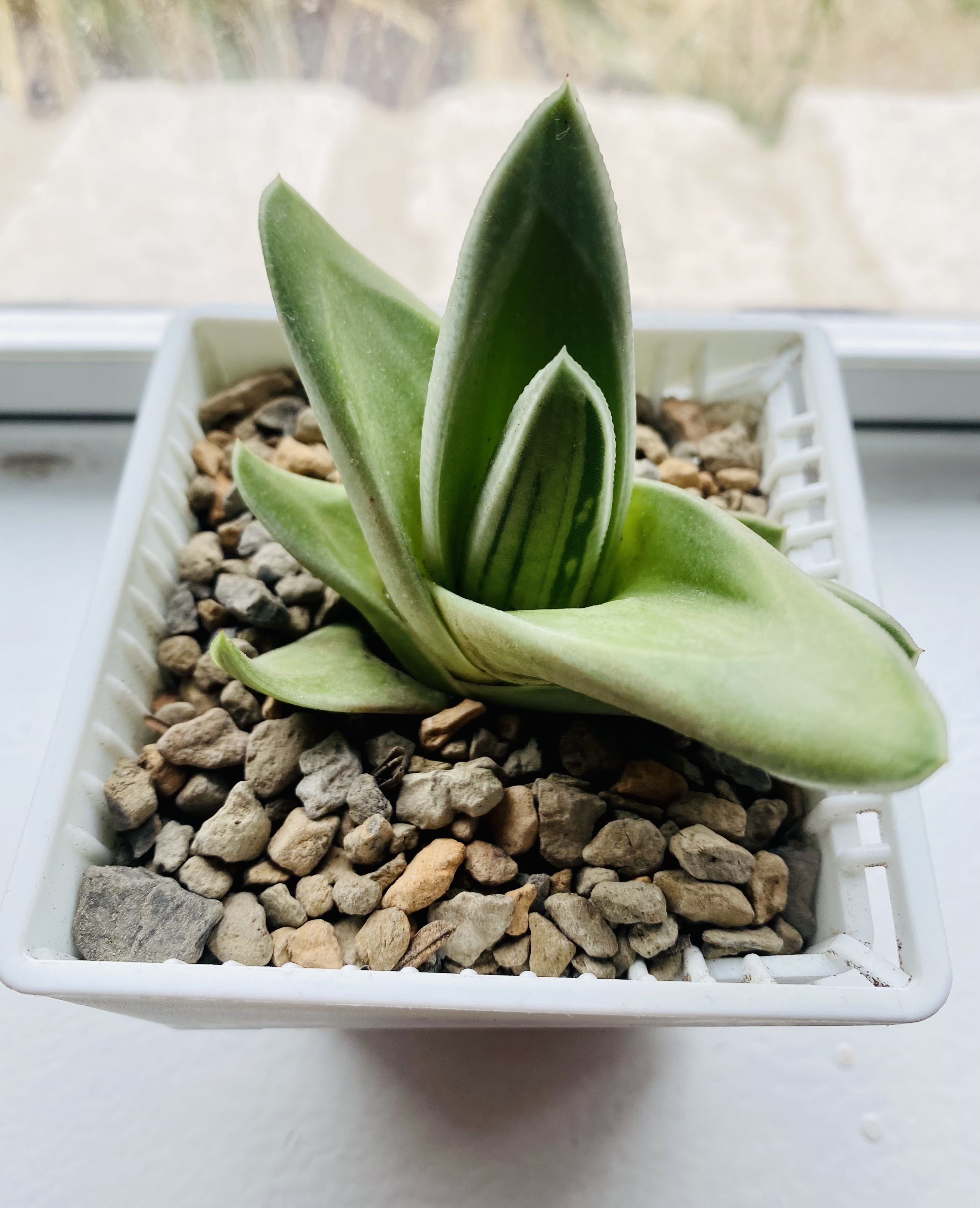 Photo from the post