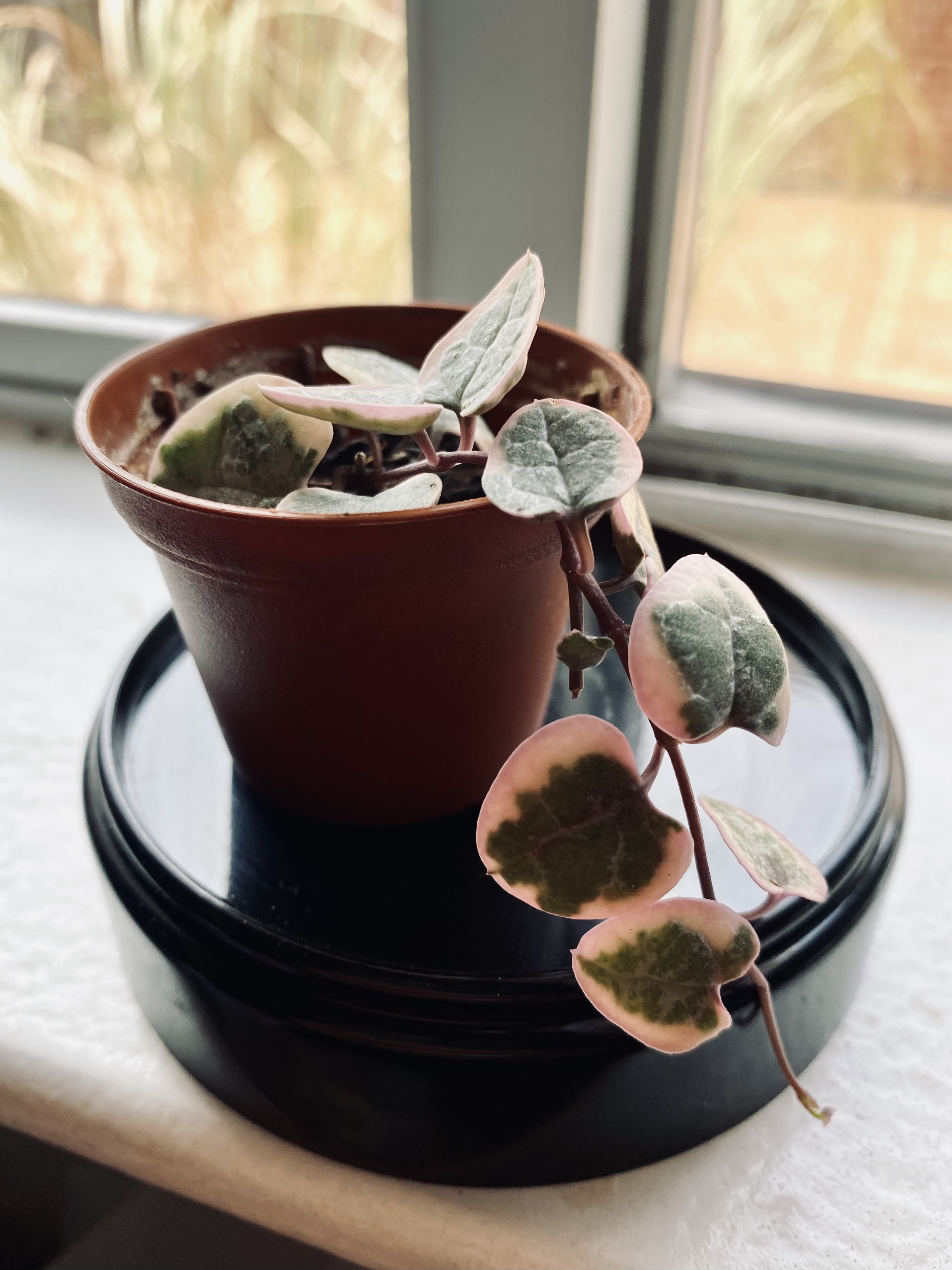 Variegated string of hearts plant in a small pot with variegated leaves, placed on a windowsill.