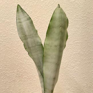 Silver Snake Plant plant in Fort Hood, Texas