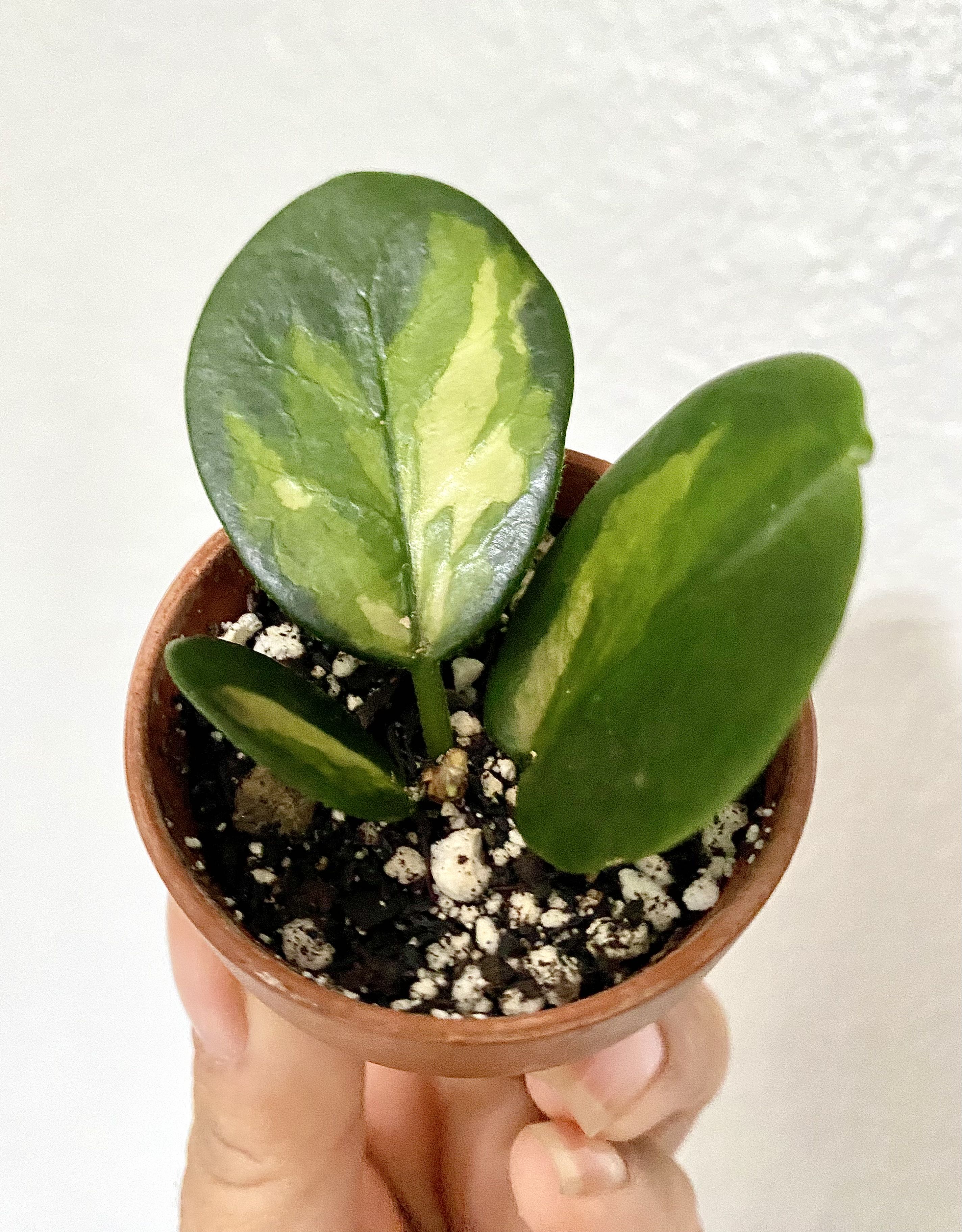 Photo from the post