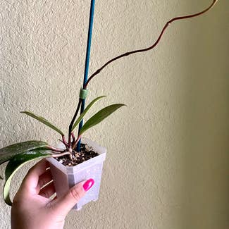 Hoya Pubicalyx plant in Fort Hood, Texas