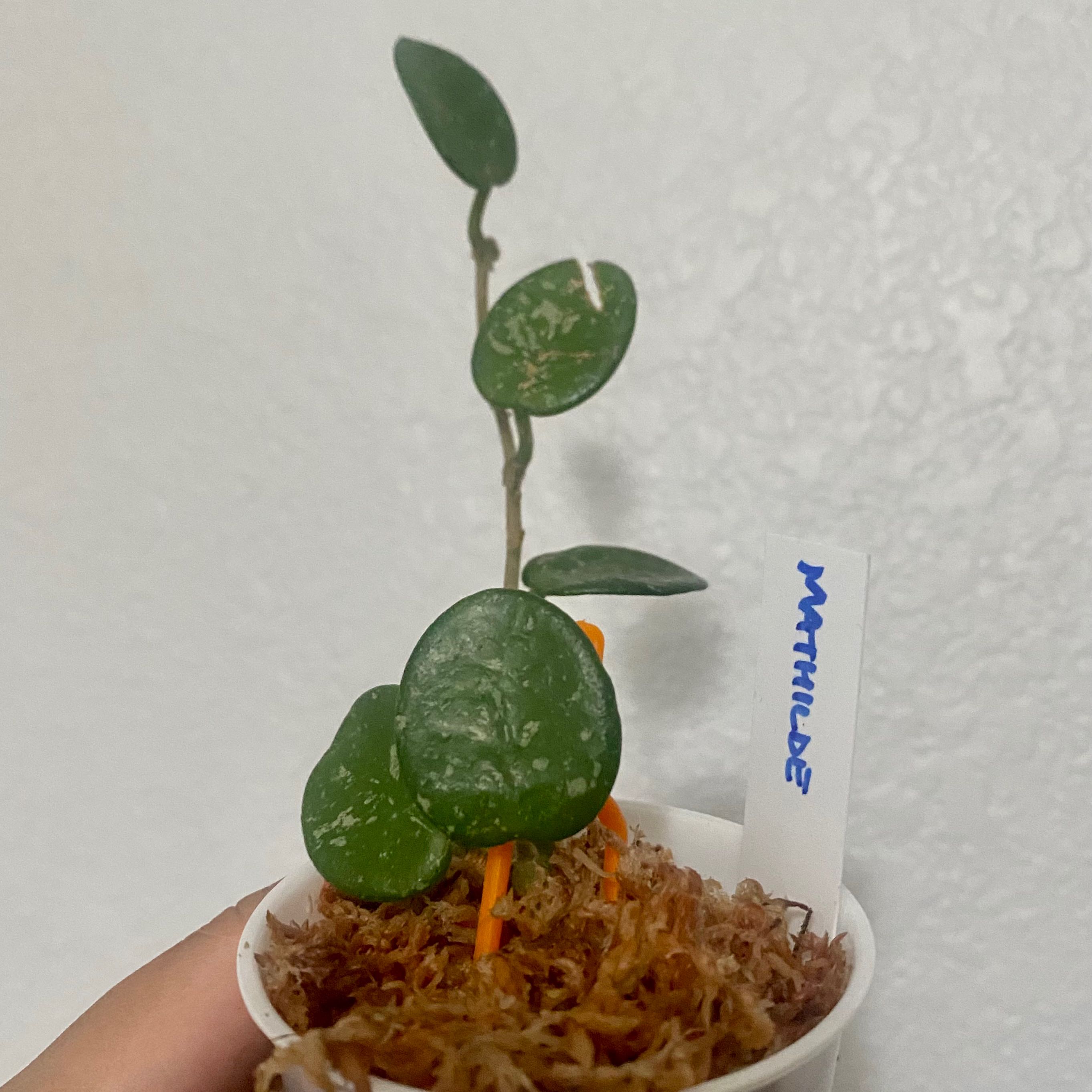 Hoya 'Mathilde' plant in a white pot with visible soil and moss, held by a hand.