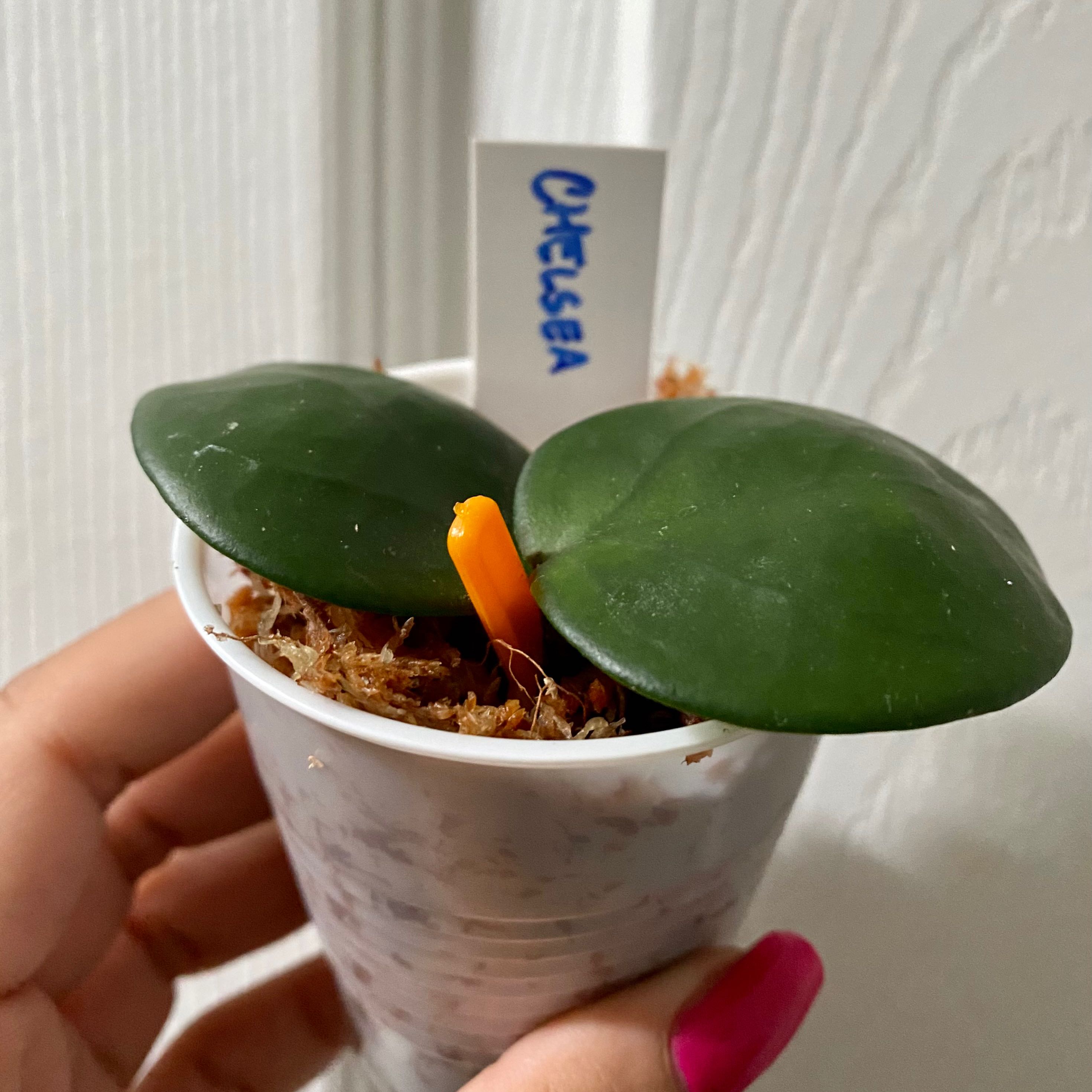 Chelsea Hoya plant in a white plastic cup with two large green leaves and a yellow stick.