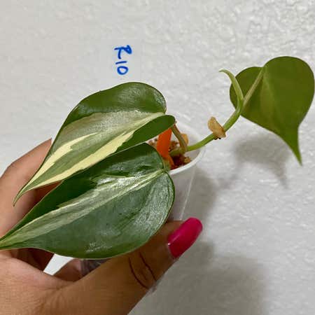 Photo of the plant species Philodendron 'Rio' by @kscape named (04) Río on Greg, the plant care app