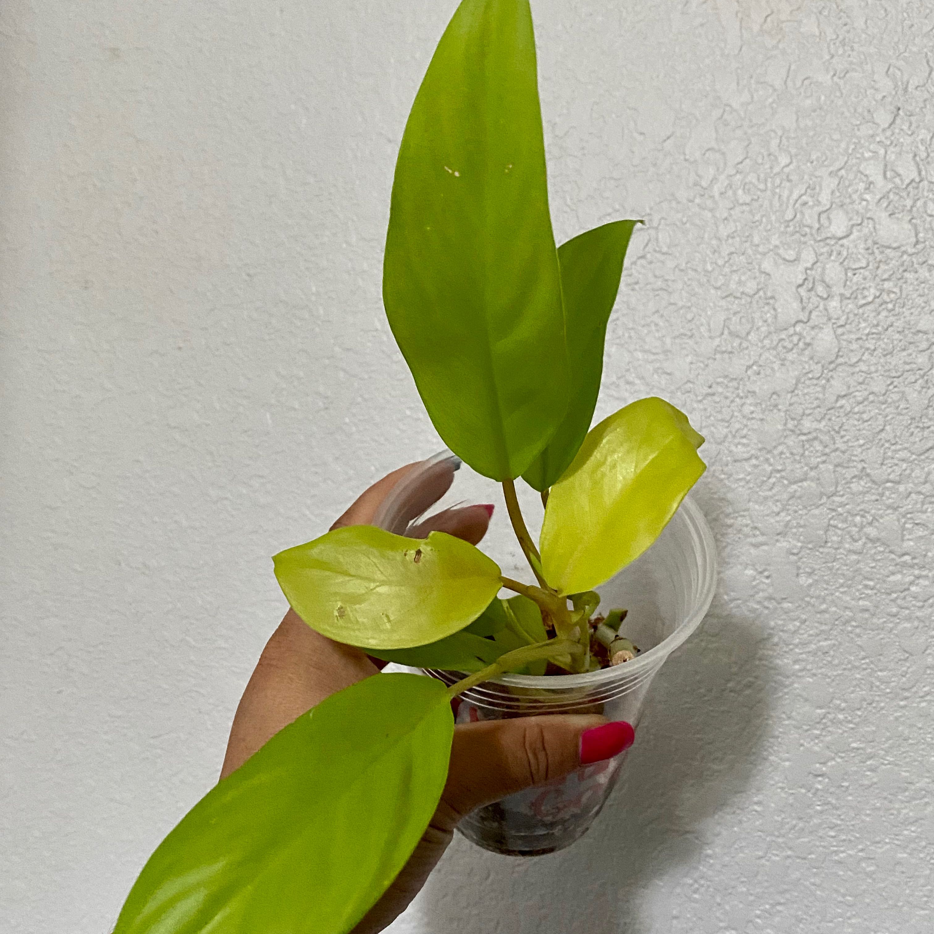 Golden Goddess Philodendron plant held in a clear plastic cup with vibrant green leaves.