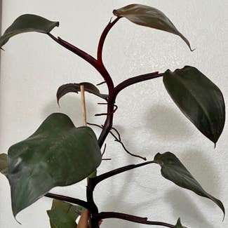 Bloody Mary Philodendron plant in Fort Hood, Texas