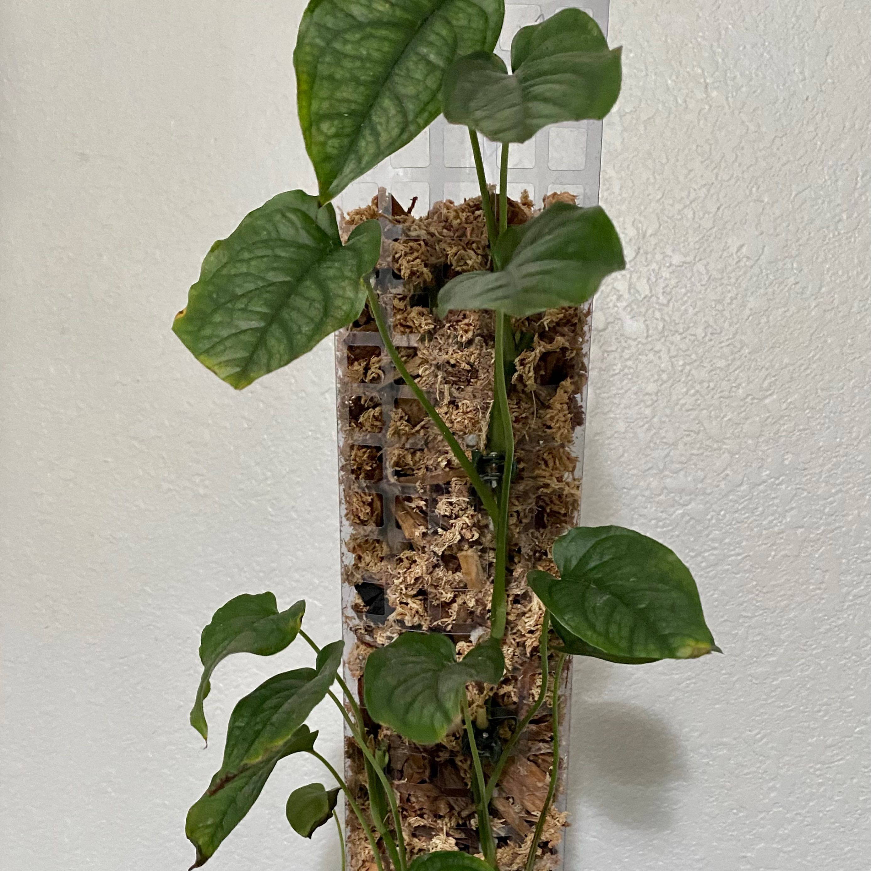 Monstera siltepecana plant with healthy green leaves in a vertical container with visible soil and moss.