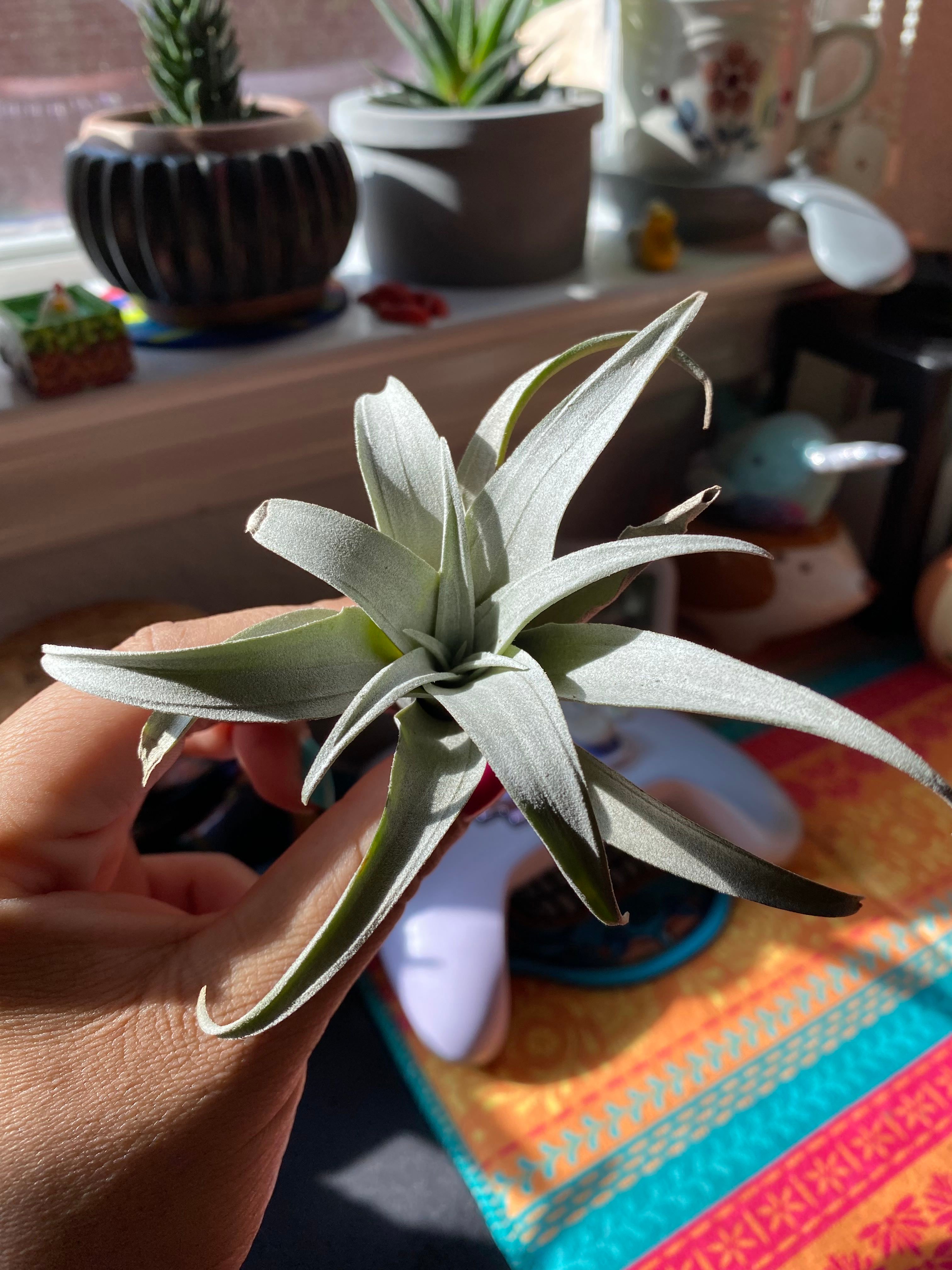 Why Are There Brown Spots on My Tillandsia Xerographica? 🩹