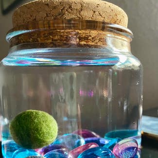 Marimo plant in Fort Hood, Texas