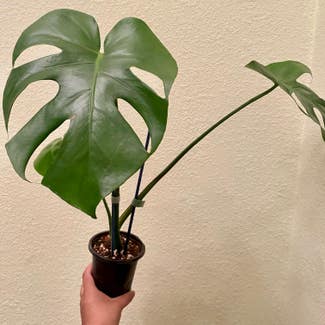Monstera plant in Fort Hood, Texas