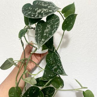 Silver Anne Pothos plant in Fort Hood, Texas