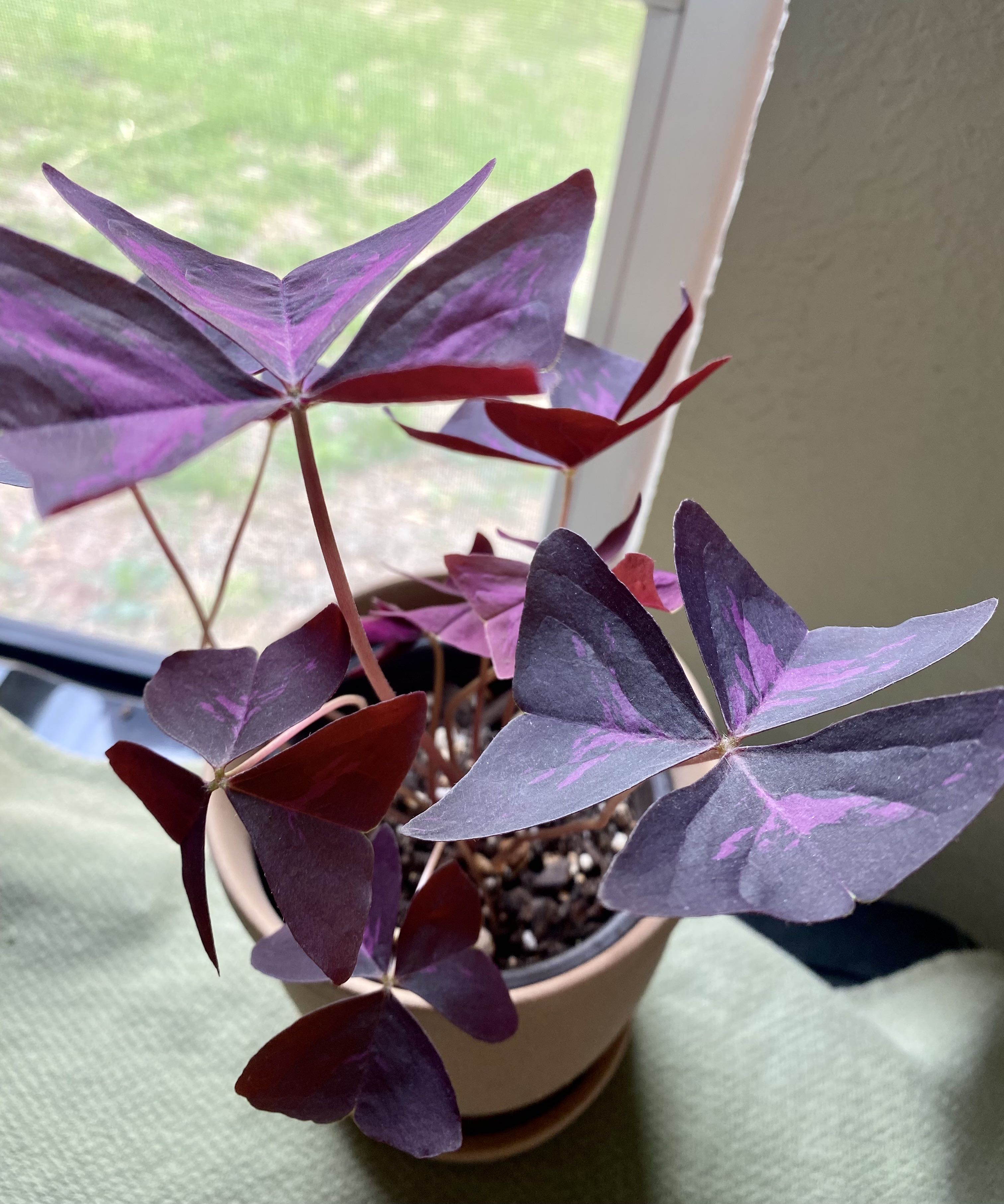Photo from the post
