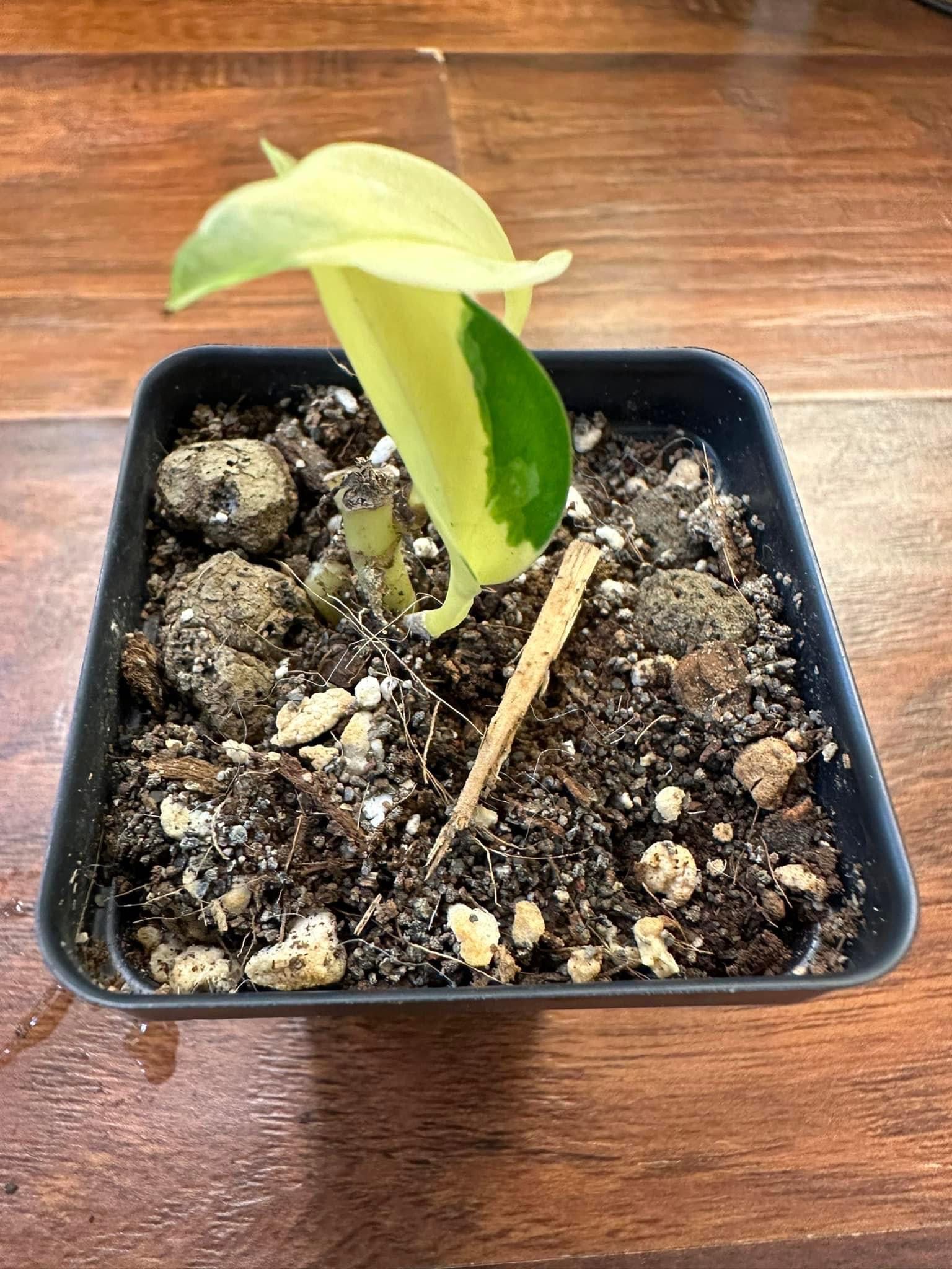 Photo from the post