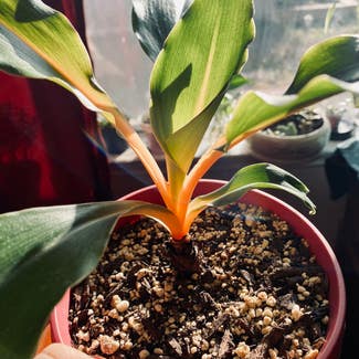 mandarin orange spider plant plant in Fort Hood, Texas